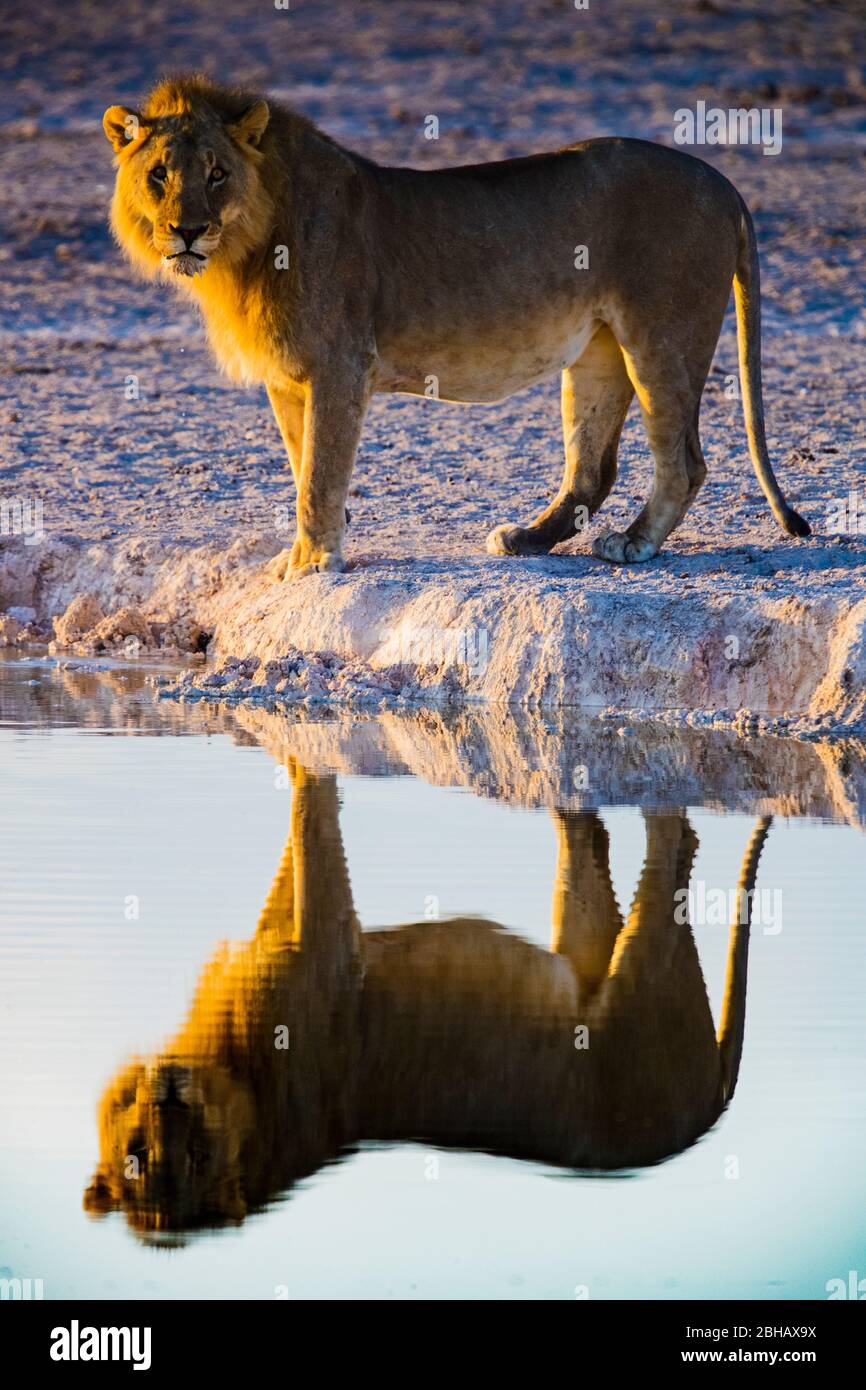 Vue du Lion (Panthera leo) reflétée sur l'étang, Parc national d'Etosha, Namibie, Afrique Banque D'Images