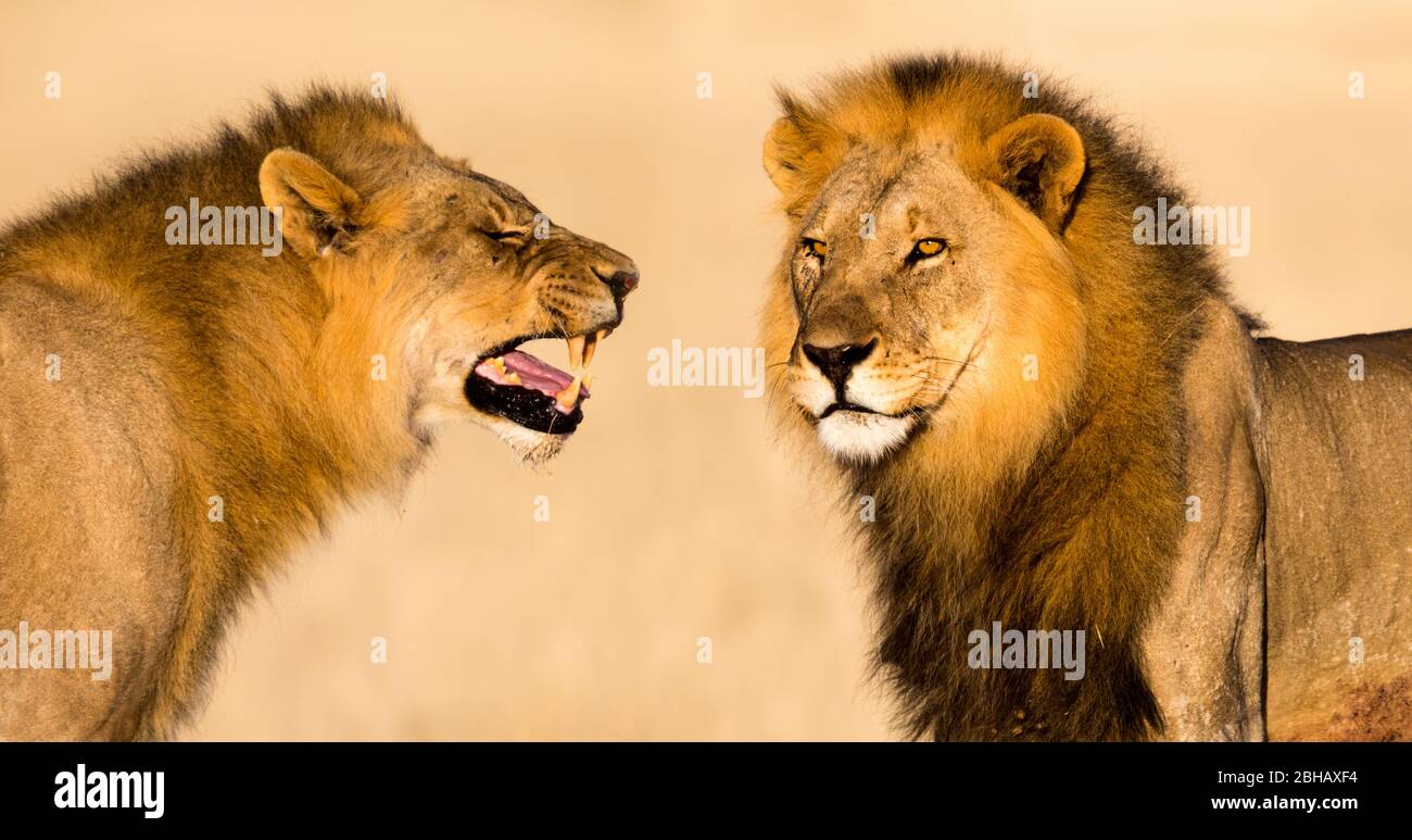 Deux lions (Panthera leo) dans le parc national d'Etosha, en Namibie Banque D'Images