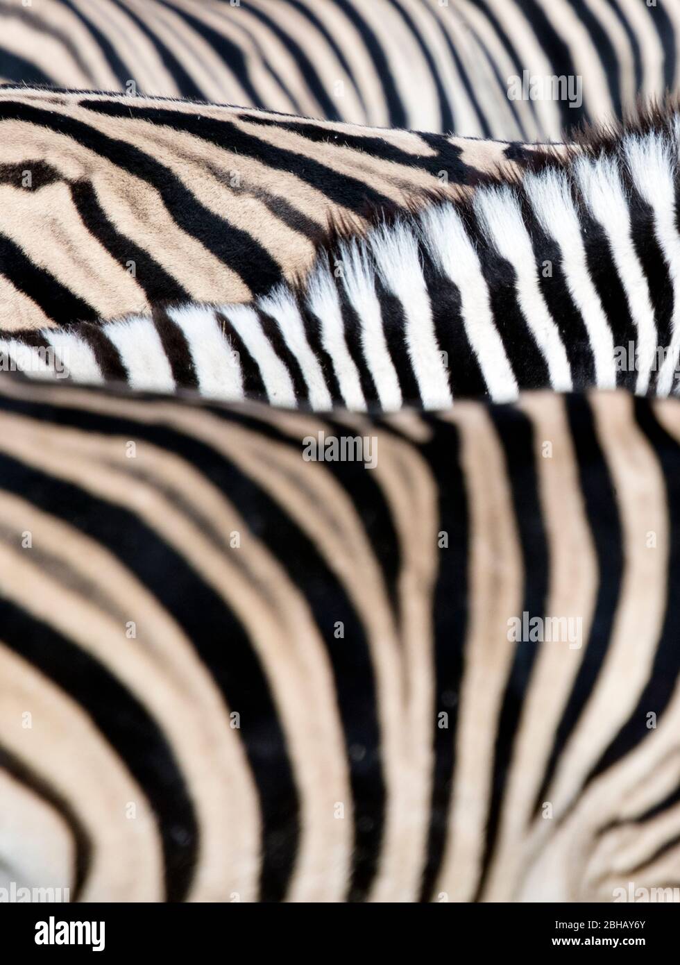 Manes of Burchells zèbres (Equus quagga burchellii), Namibie Banque D'Images