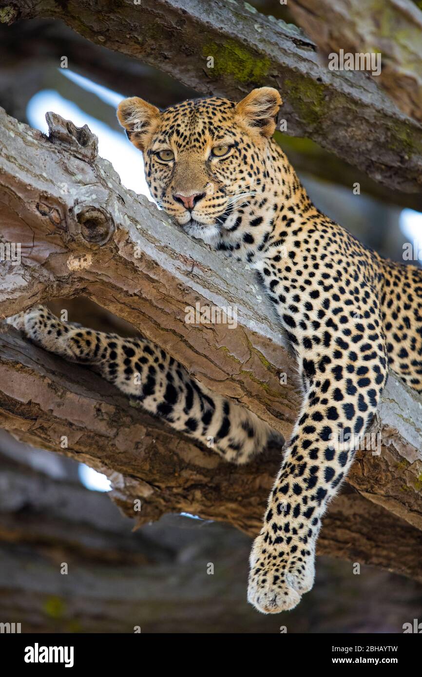 Portrait de léopard (Panthera pardus) reposant sur l'arbre, Tanzanie Banque D'Images