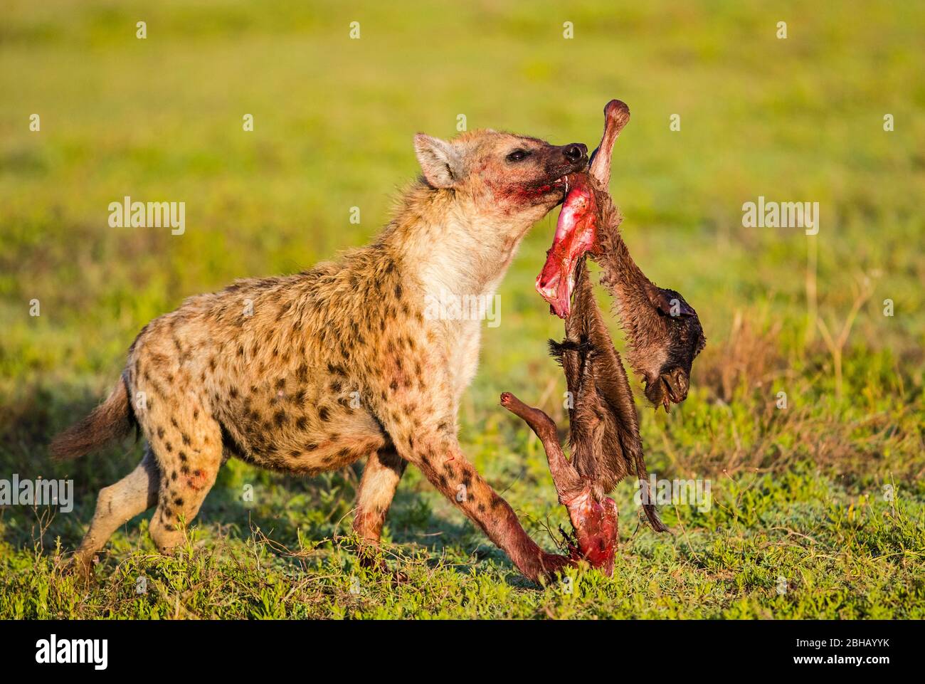 Hyène tacheté (Crocuta crocuta) marchant avec de la chair brute en bouche, Tanzanie Banque D'Images