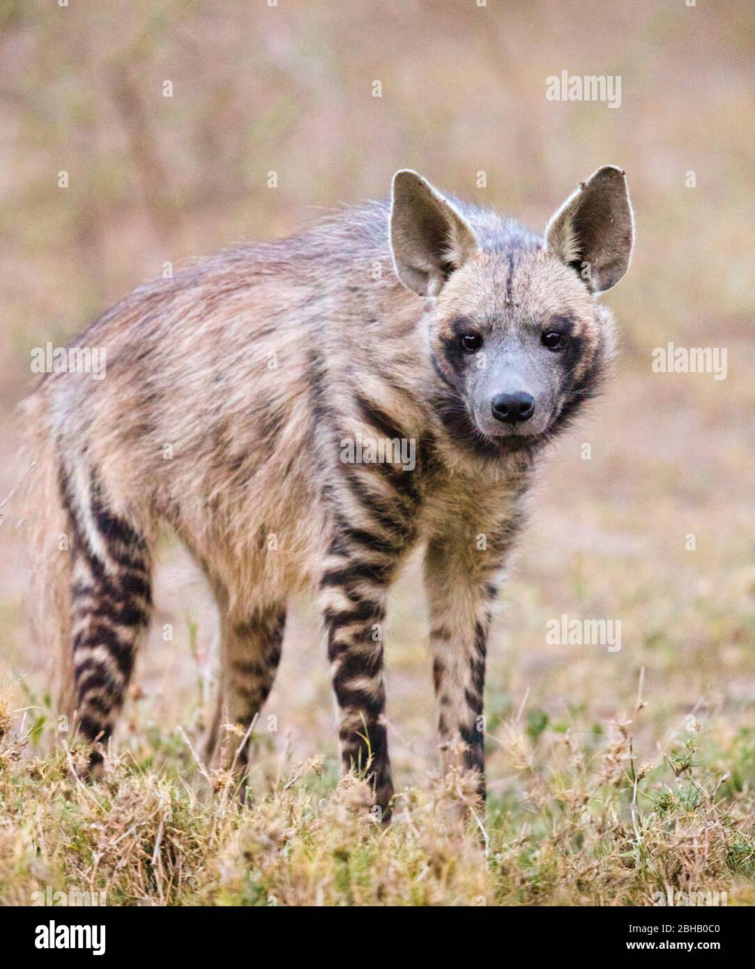 Portrait d'hyena rayée (Hyena hyena) debout sur herbe, Tanzanie Banque D'Images