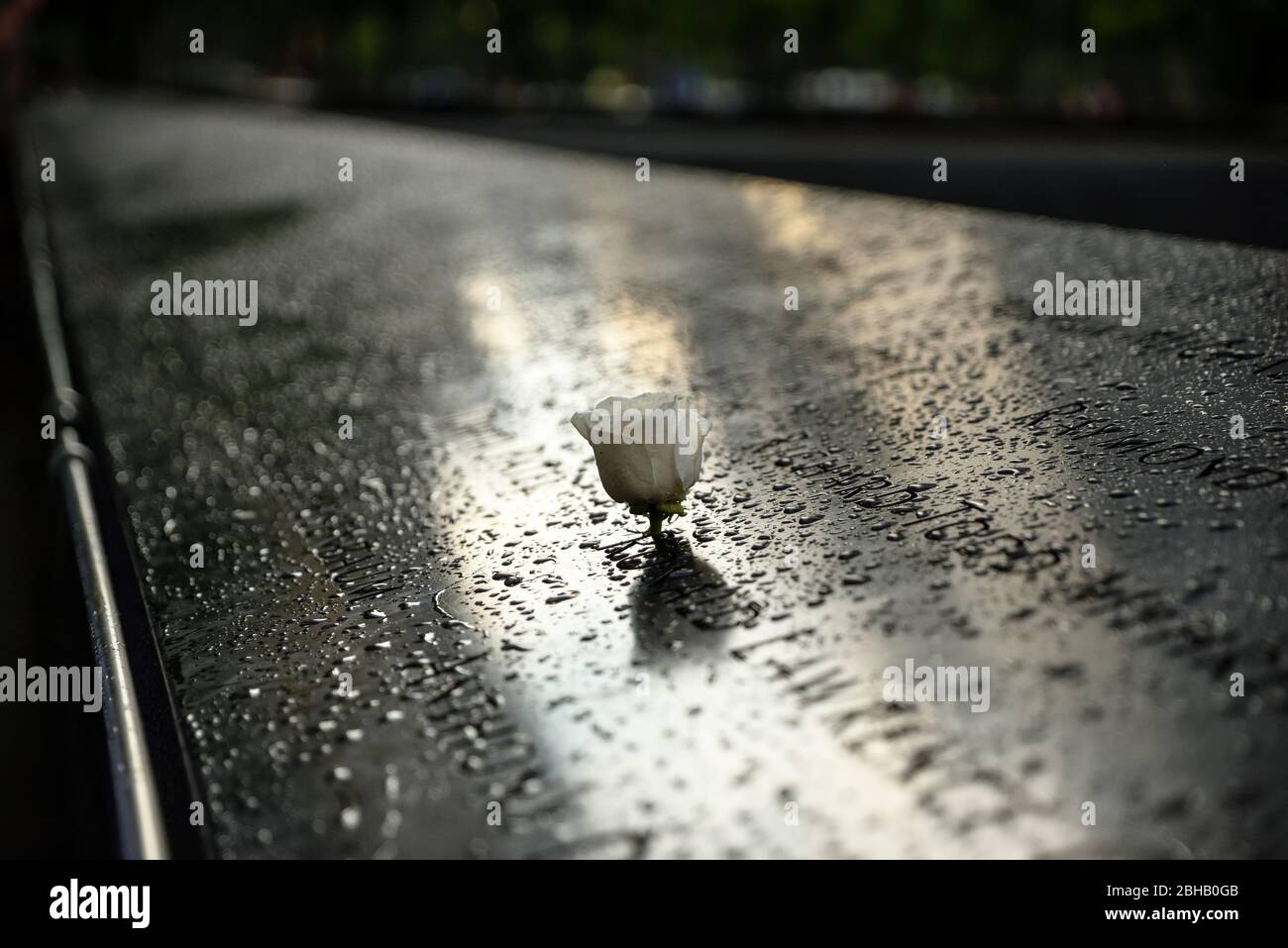 Rose blanche avec des gouttes de pluie sur le bord du mémorial du 11 septembre avec les noms des victimes du 9 septembre au pied du Centre mondial du commerce Banque D'Images