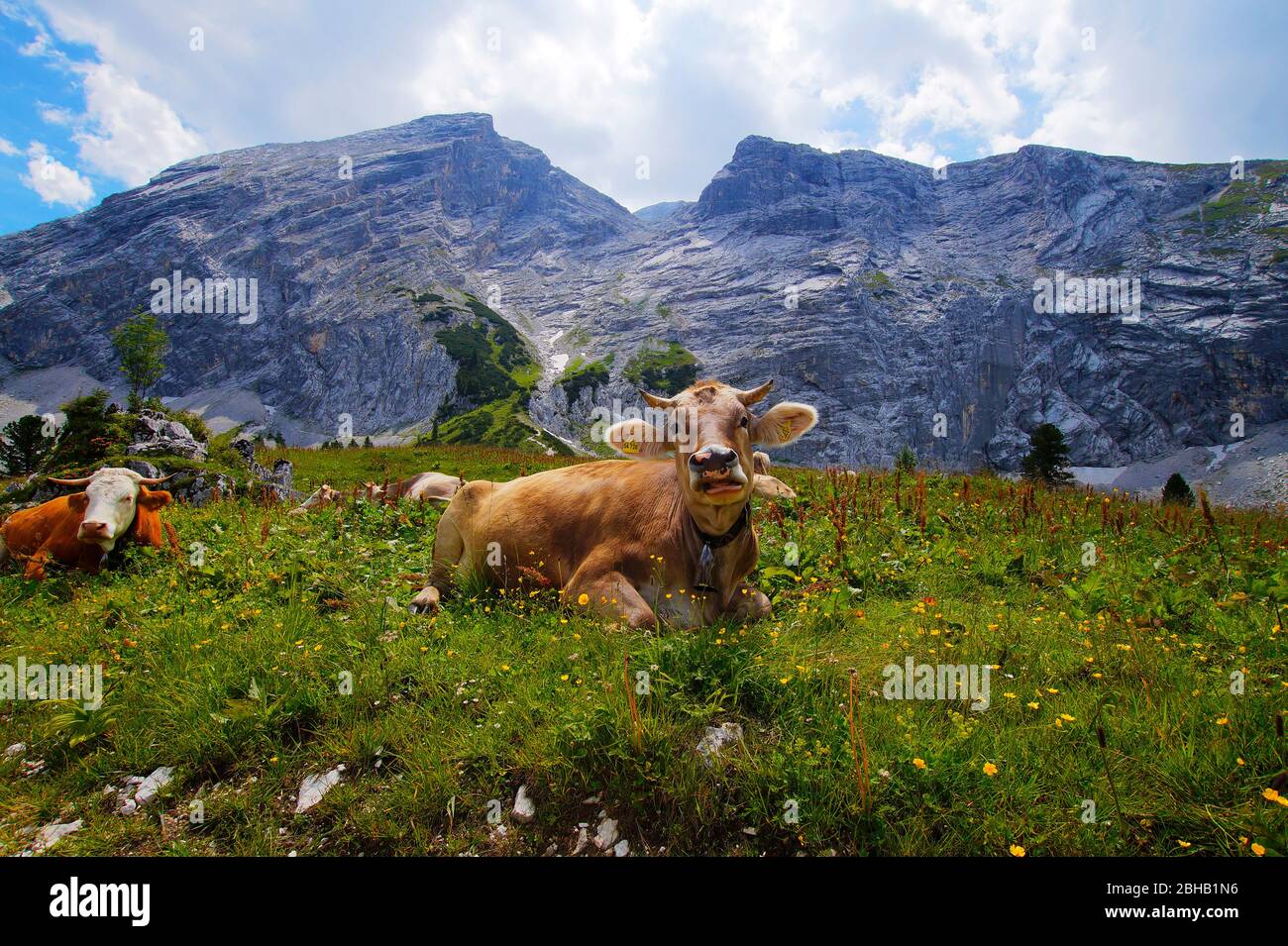 Les vaches se trouvent dans l'herbe, en Allemagne, en Bavière, en Haute-Bavière, à Garmisch-Partenkirchen Banque D'Images