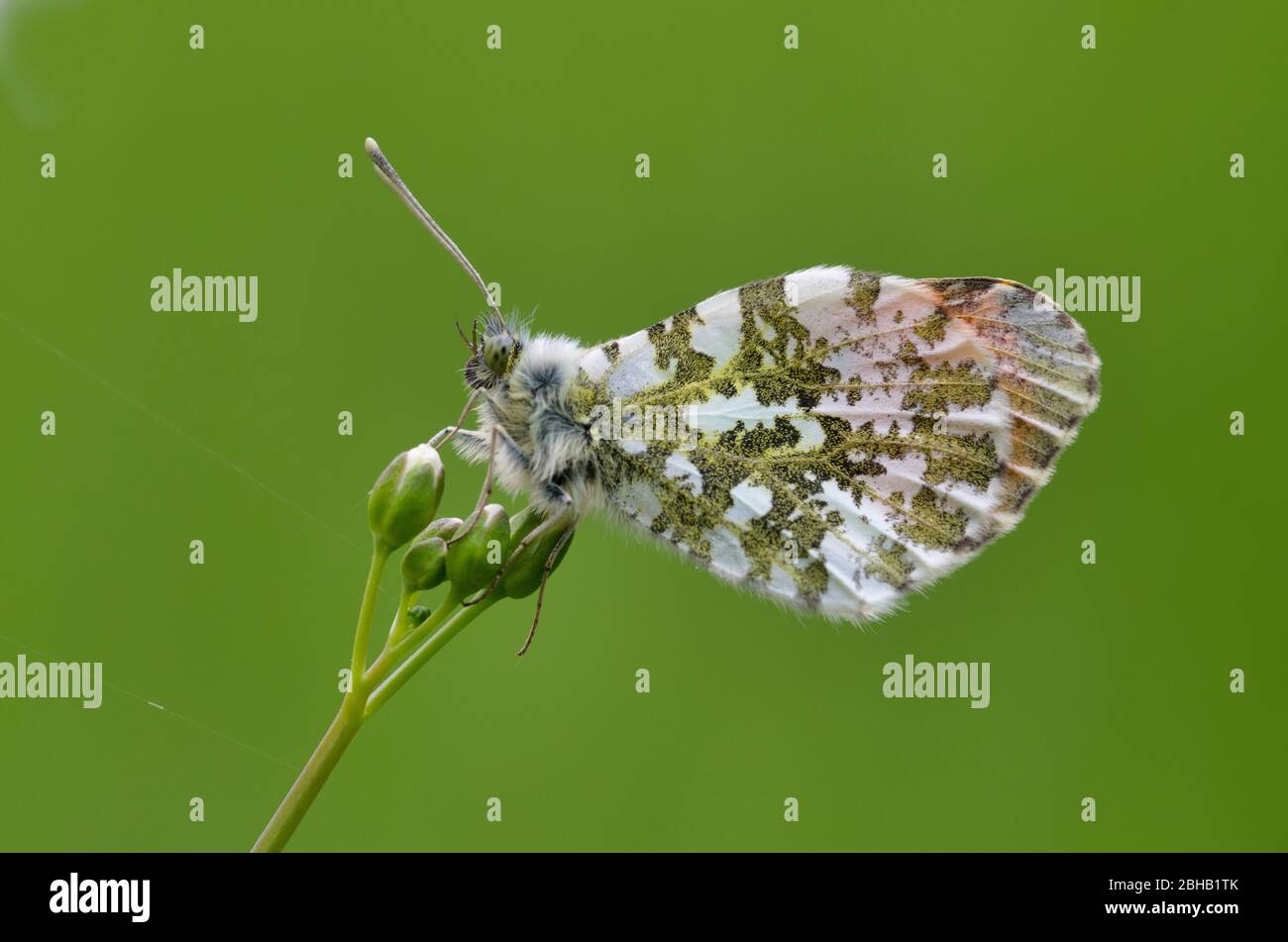 Aurora hawk, Maennchen, Anthocharis cardamines, sur l'herbe de la mousse de Meadowfoam Banque D'Images
