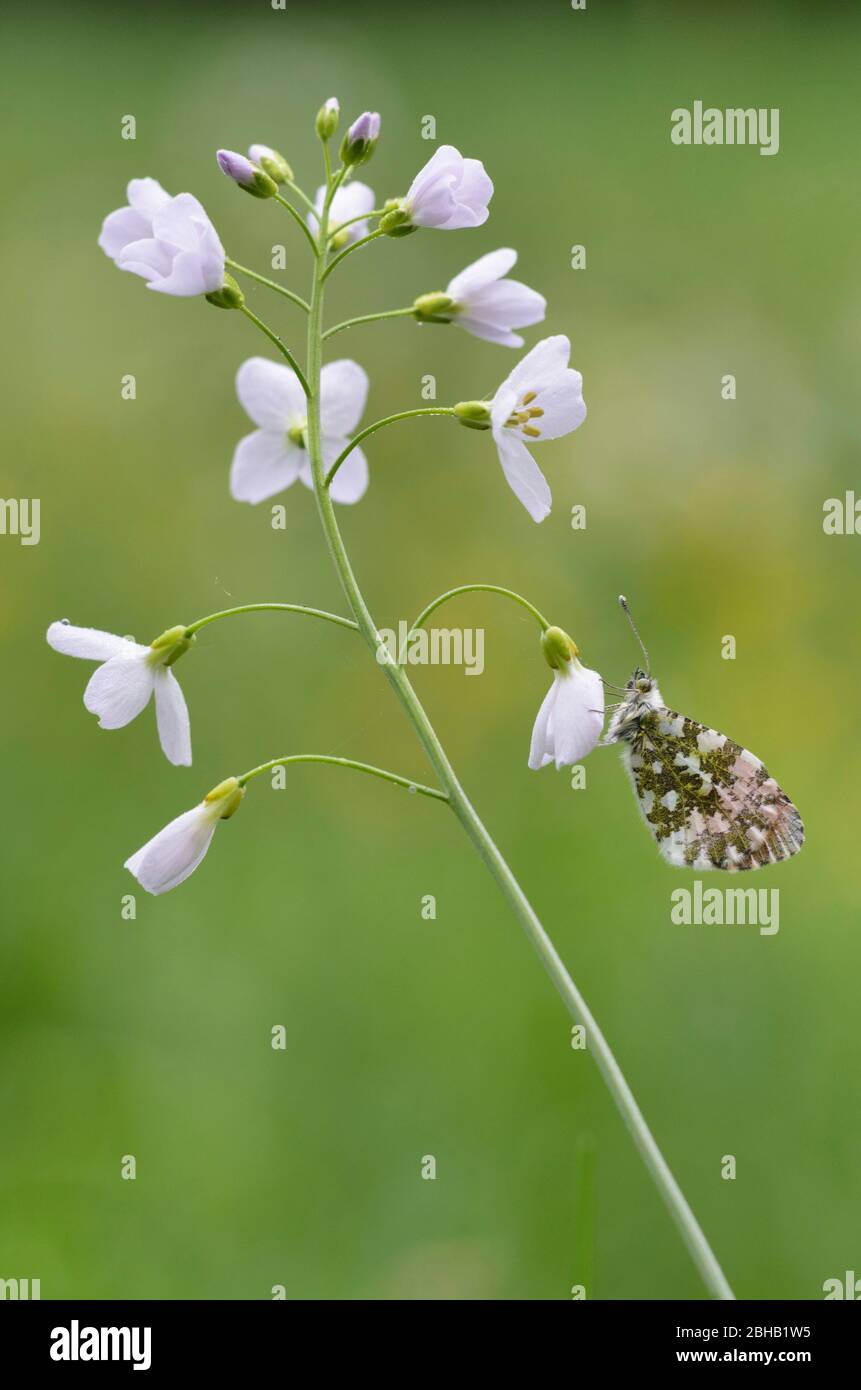 Aurora hawk, Maennchen, Anthocharis cardamines, sur l'herbe de la mousse de Meadowfoam Banque D'Images