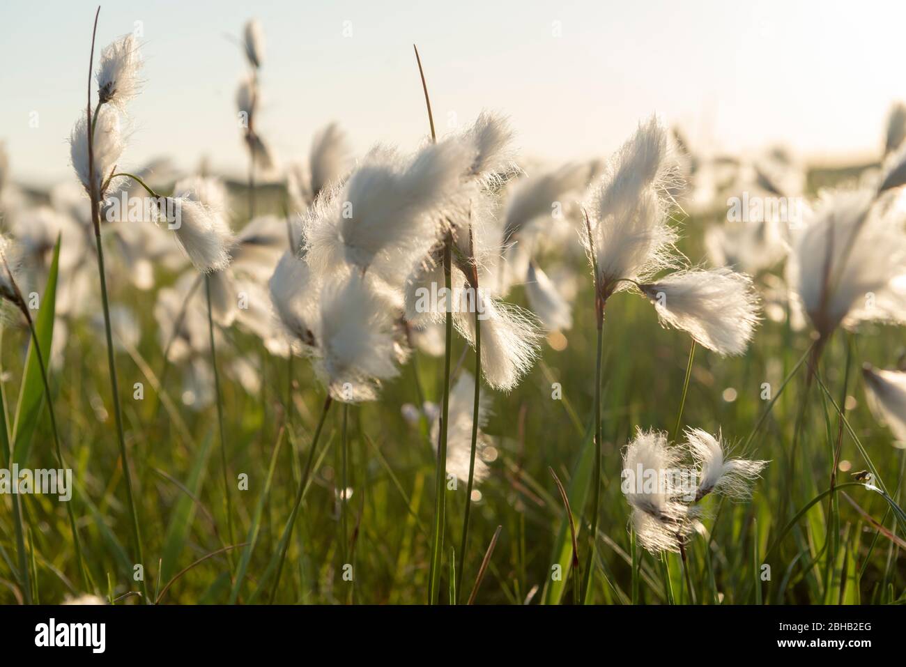 Famille acacia Banque de photographies et d'images à haute résolution -  Alamy