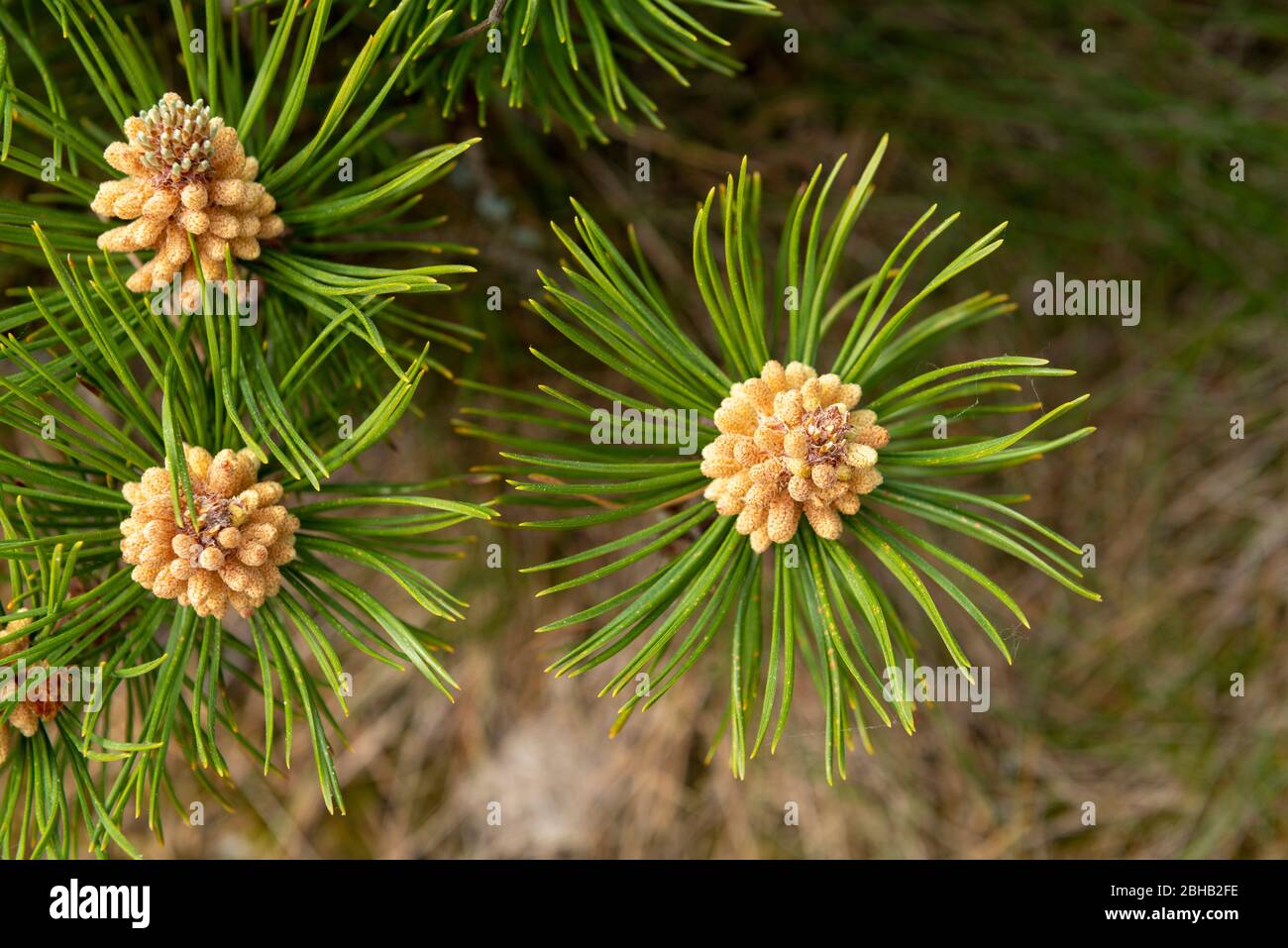 PIN de montagne (Pinus mugo) espèce du genre du pin (Pinus), famille du pin (Pinaceae). Banque D'Images