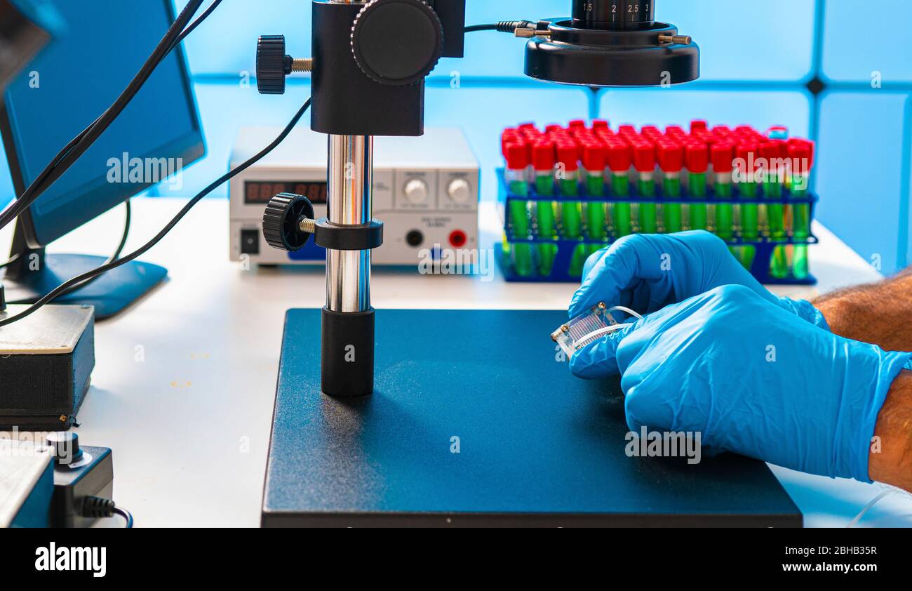 Développement d'organe sur puce. Il s'agit d'un dispositif microfluidique qui simule les organes biologiques. Banque D'Images