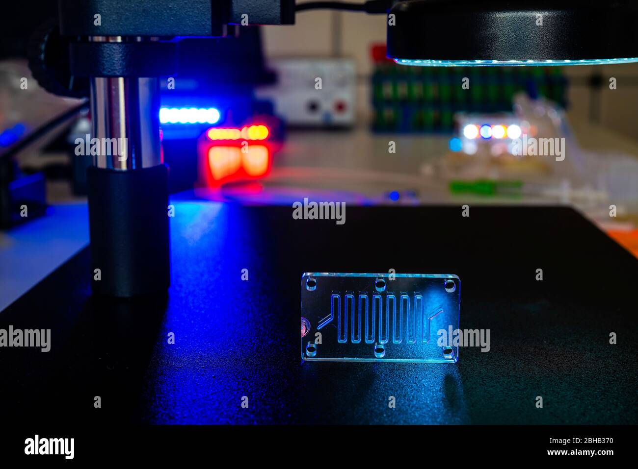 Orgue sur puce. Il s'agit d'un dispositif microfluidique qui simule les organes biologiques. Banque D'Images