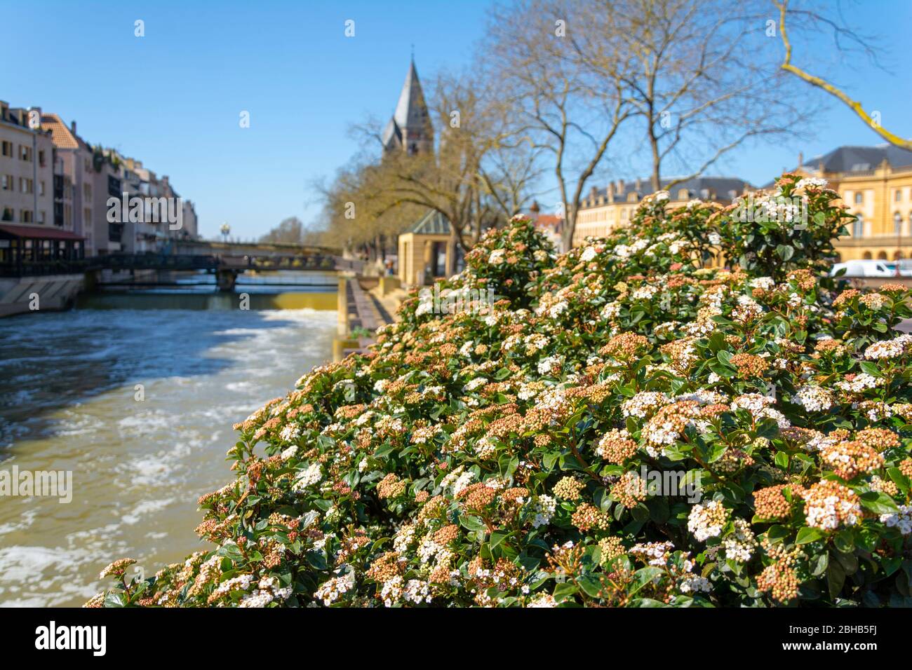 France, Lorraine, Metz, arbustes fleuris sur la Moselle. Banque D'Images