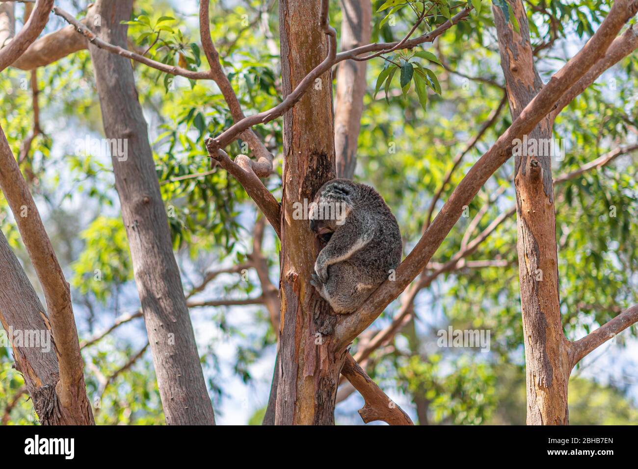 Koala se reposant dans les branches d'un eucalyptus en Australie Banque D'Images
