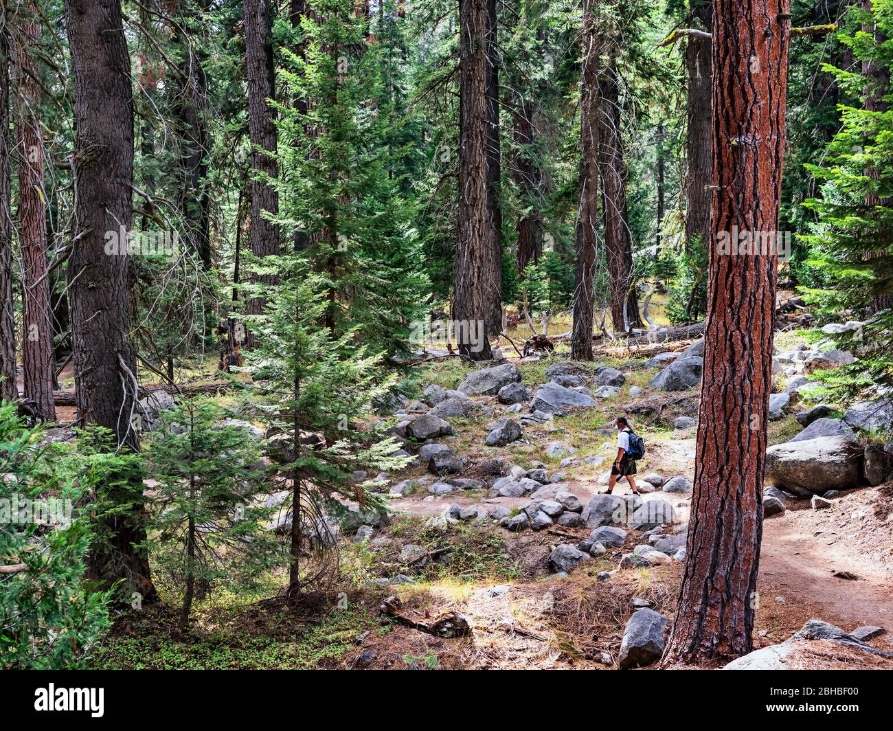 Vue sur la marche touristique à pied par les arbres de Sequoia dans le parc national de Sequoia, Californie États-Unis Banque D'Images