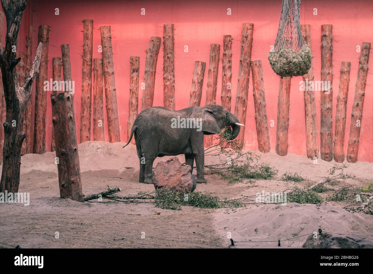 Éléphant jeune bébé au zoo de Beekse Bergen, Pays-Bas, Europe. Banque D'Images