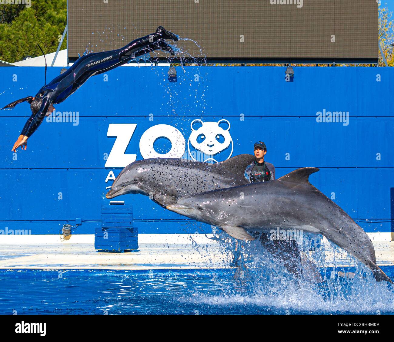 Dolphin dans le zoo de Madrid en Espagne Banque D'Images