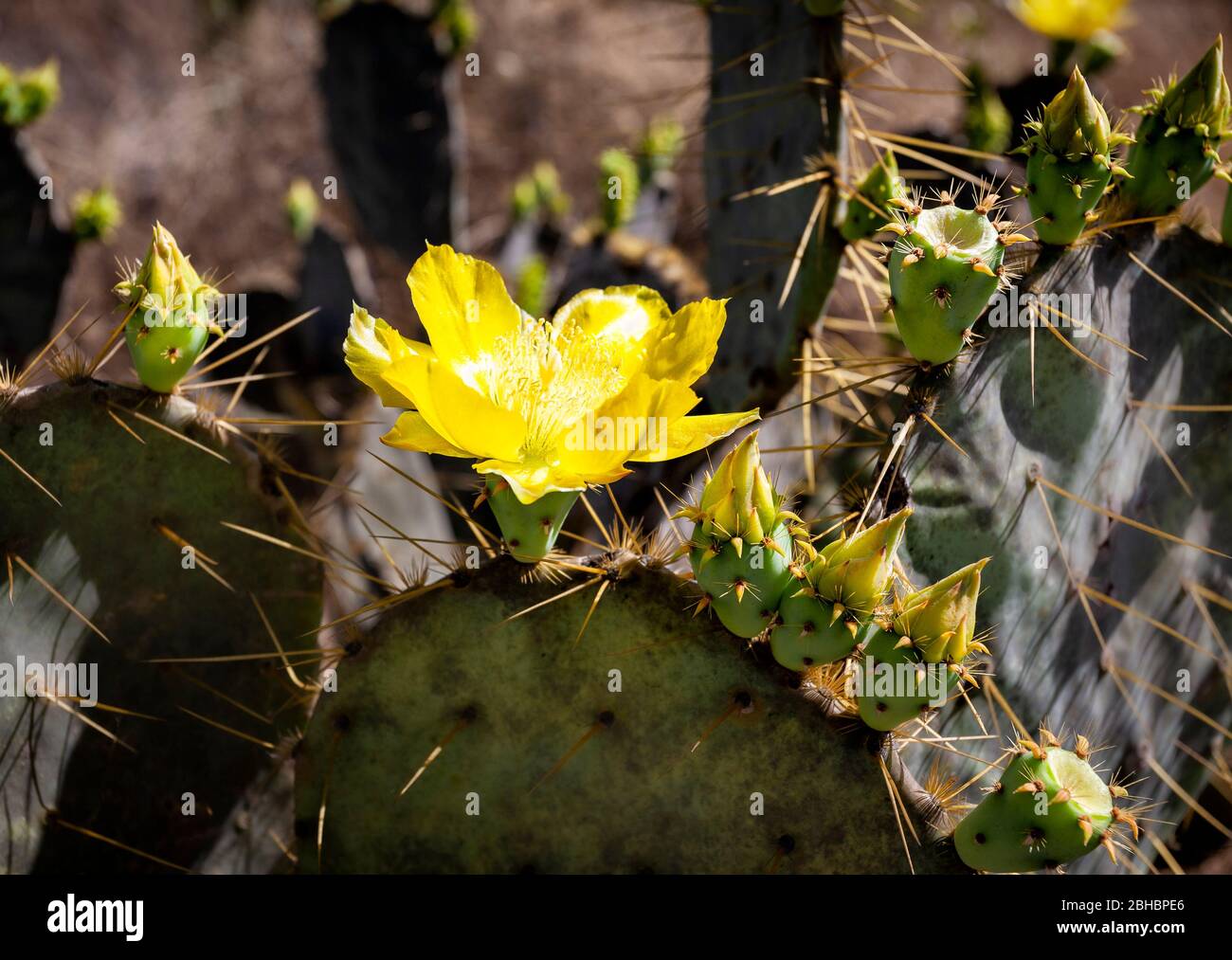 Fleur de cactus de poire pickly à Queretaro, Mexique. Banque D'Images