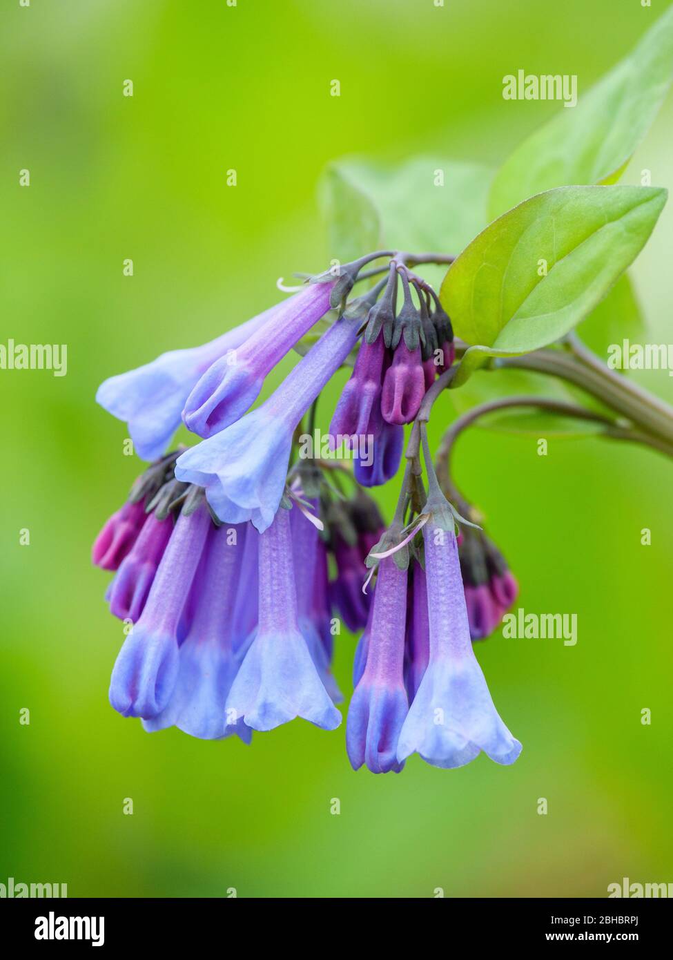 Les cloches de Virginie, Mertensia virginica. Banque D'Images