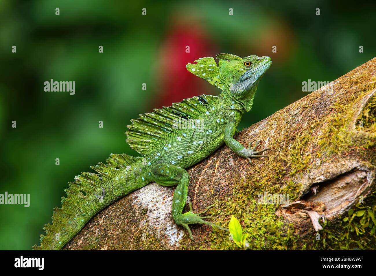 Basilisque plombé (Basiliscus plumifrons), homme assis sur un journal, Costa Rica Banque D'Images