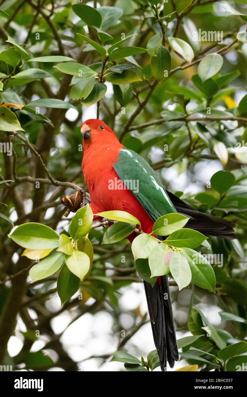Le très beau perroquet mâle King craquelant l'écrou d'un arbre Camillia. Banque D'Images