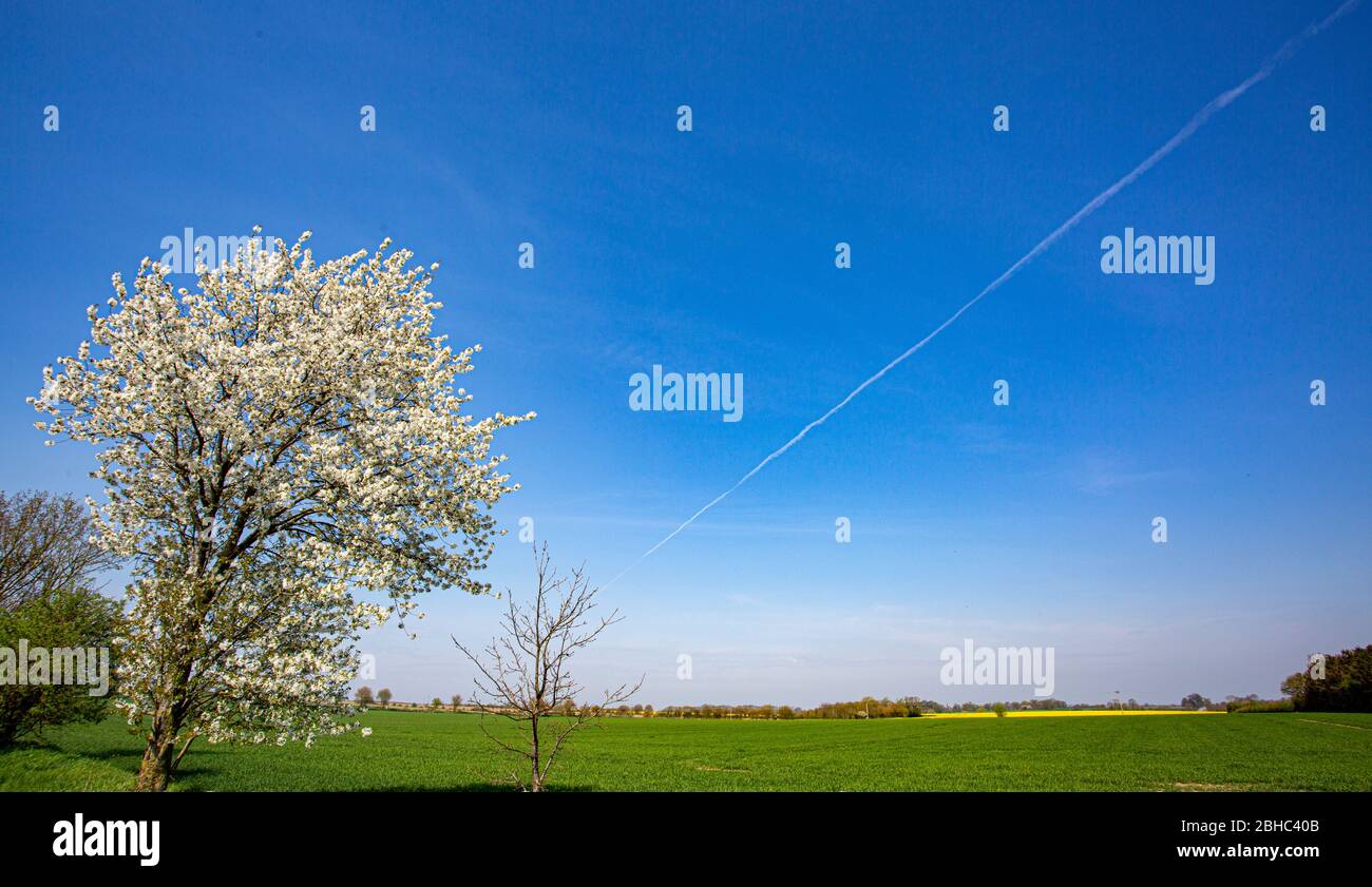 Un arbre de cerisier Blossom pour une belle journée Banque D'Images