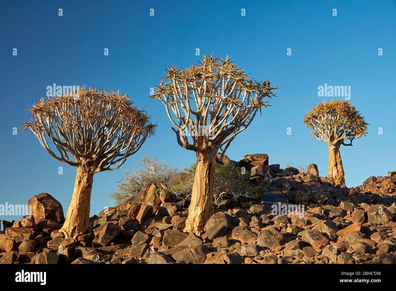 Kocurboom ou arbres de quiver (Aloe dichotoma), Mesosaurus Fossil Camp, près de Keetmanshoop, Namibie, Afrique Banque D'Images