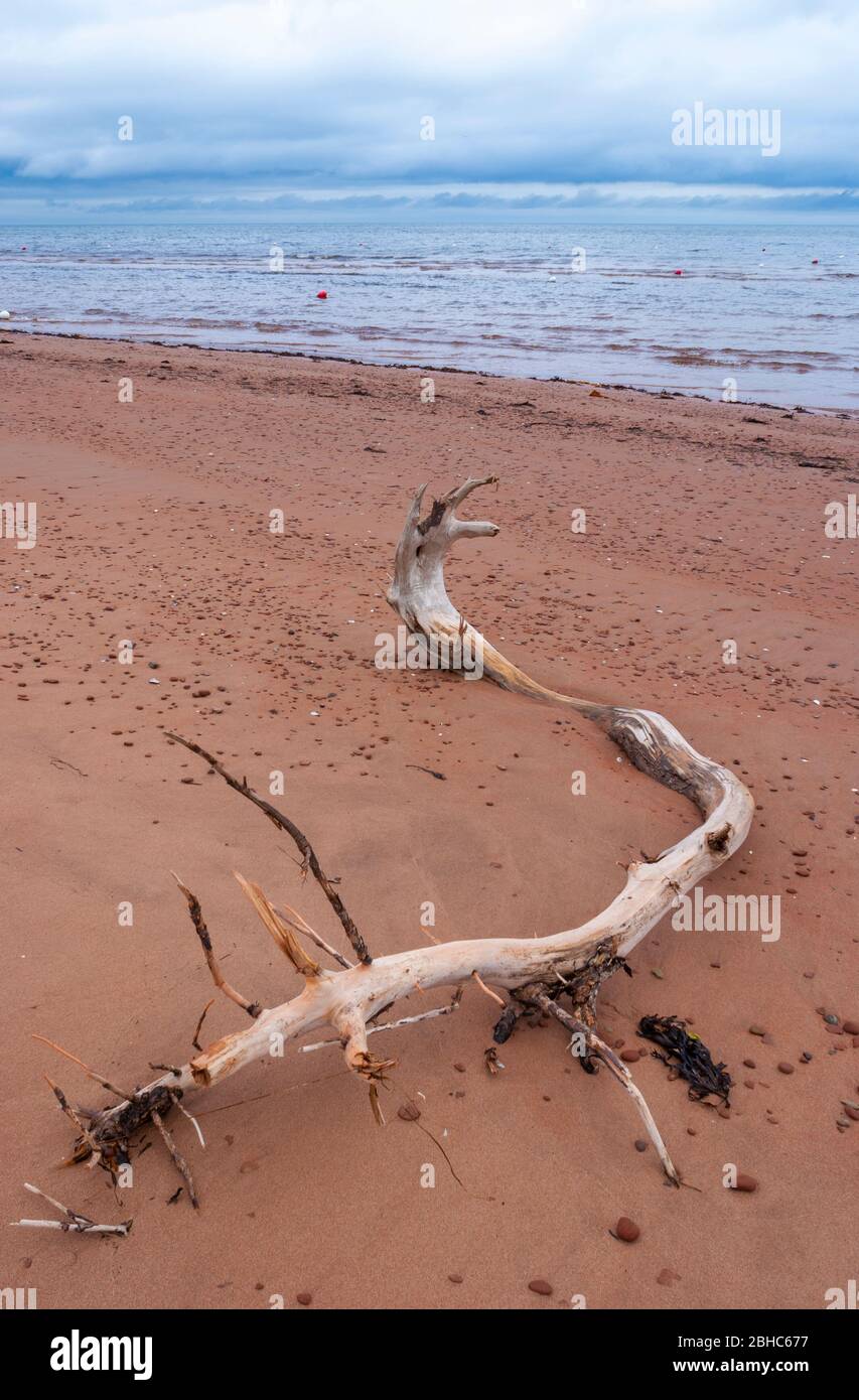 Bois flotté torsadé lavé à la terre. Plage déserte avec sable rouge et galets, sous un ciel couvert. North Rustico Beach, Île-du-Prince-Édouard, Canada Banque D'Images