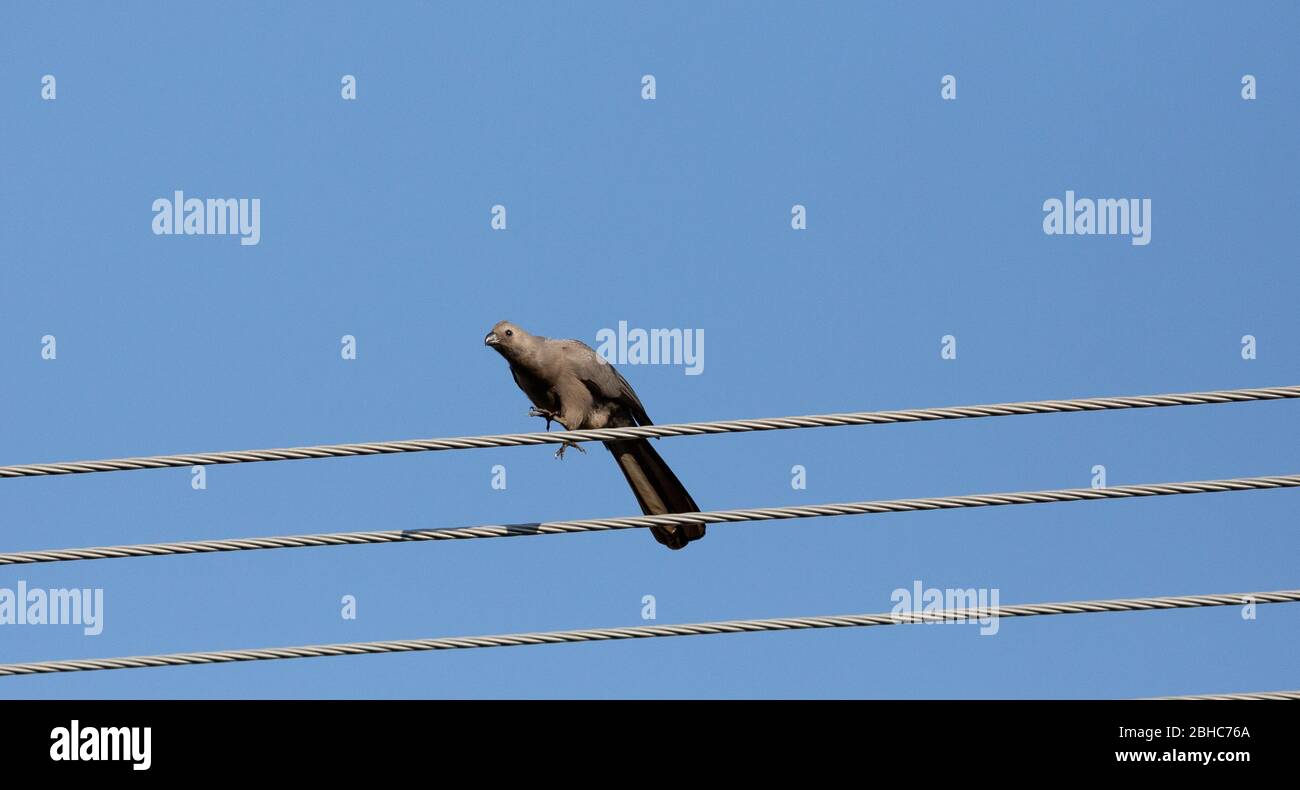 Va-là oiseau Banque D'Images