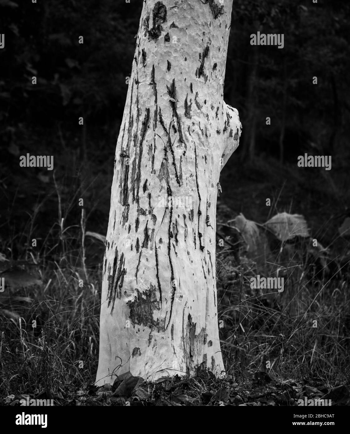 Les marques de travail Tiger sur l'arbre en mode portrait Banque D'Images