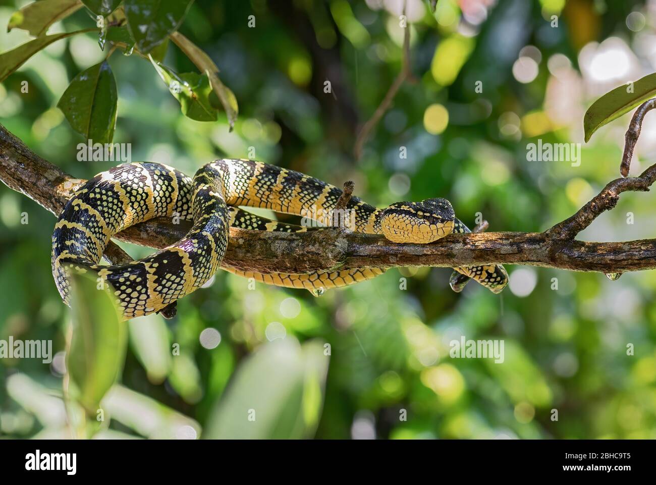 Vipère à fosse de Wagler - Tropidolaemus parileri, vipère de belle couleur des forêts et des bois d'Asie du Sud-est, Malaisie. Banque D'Images