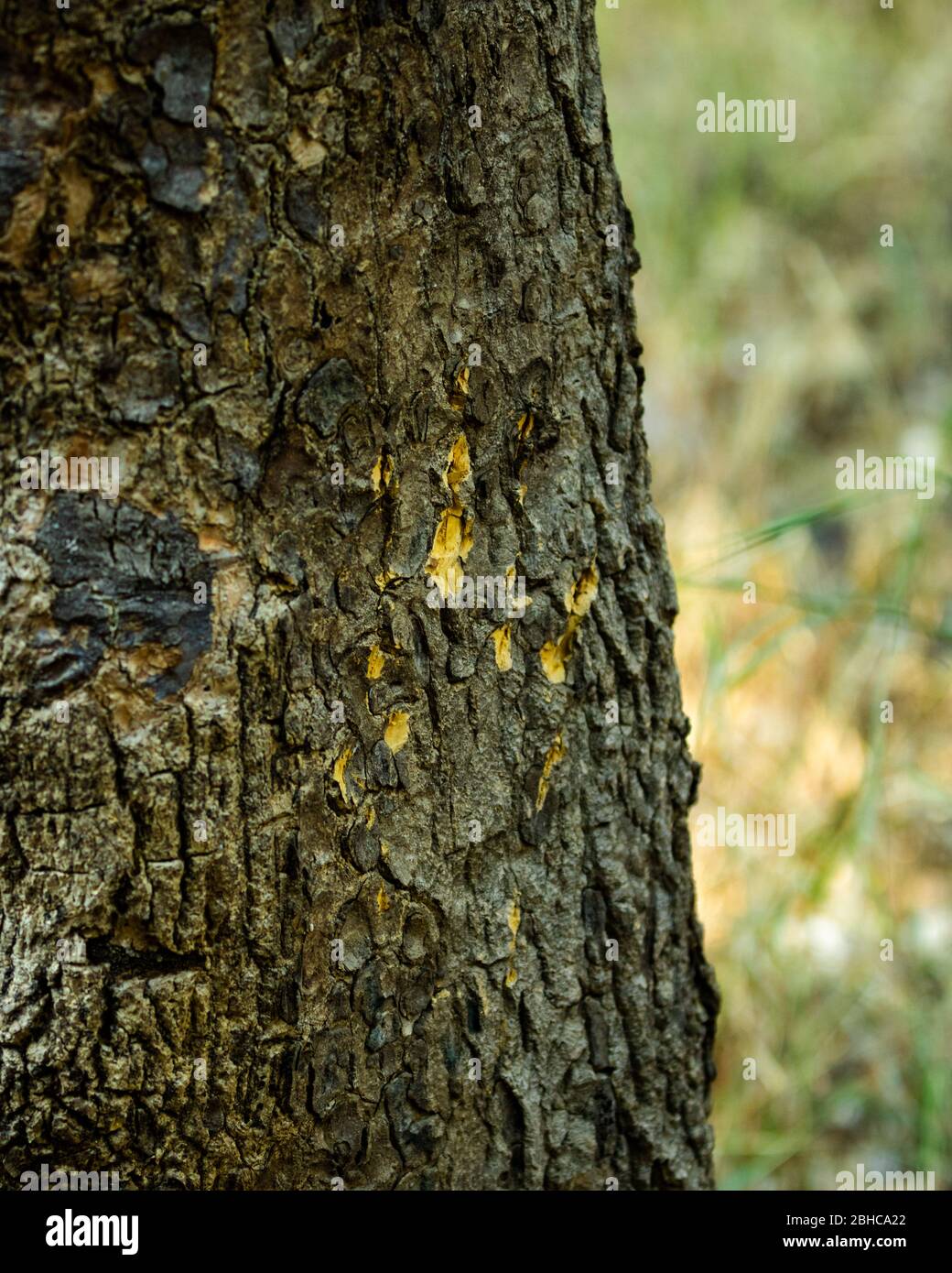 Les marques de travail Tiger sur l'arbre en mode portrait Banque D'Images