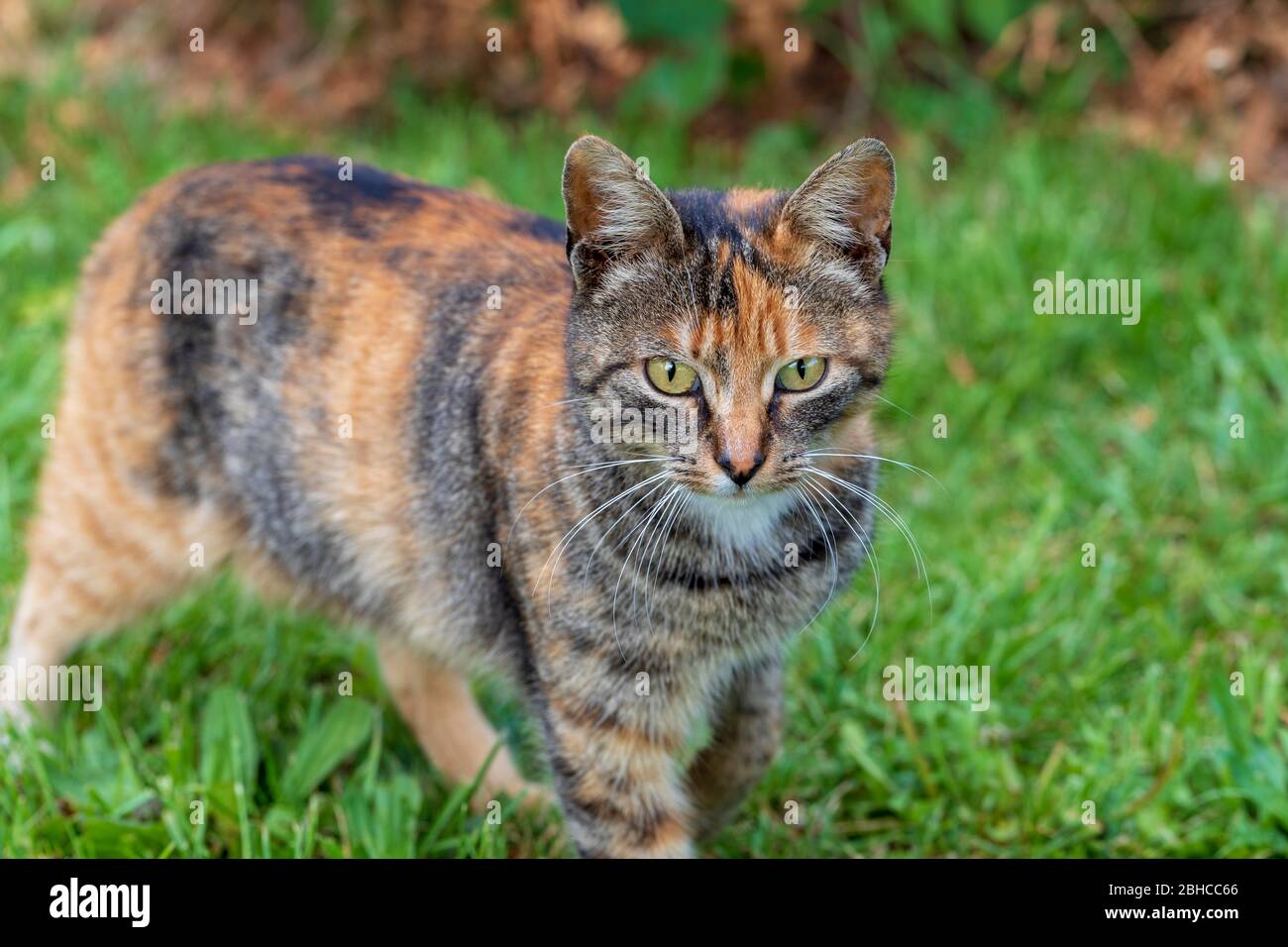Gros plan portrait de jeune chat mignon sur la pelouse verte, une journée ensoleillée Banque D'Images