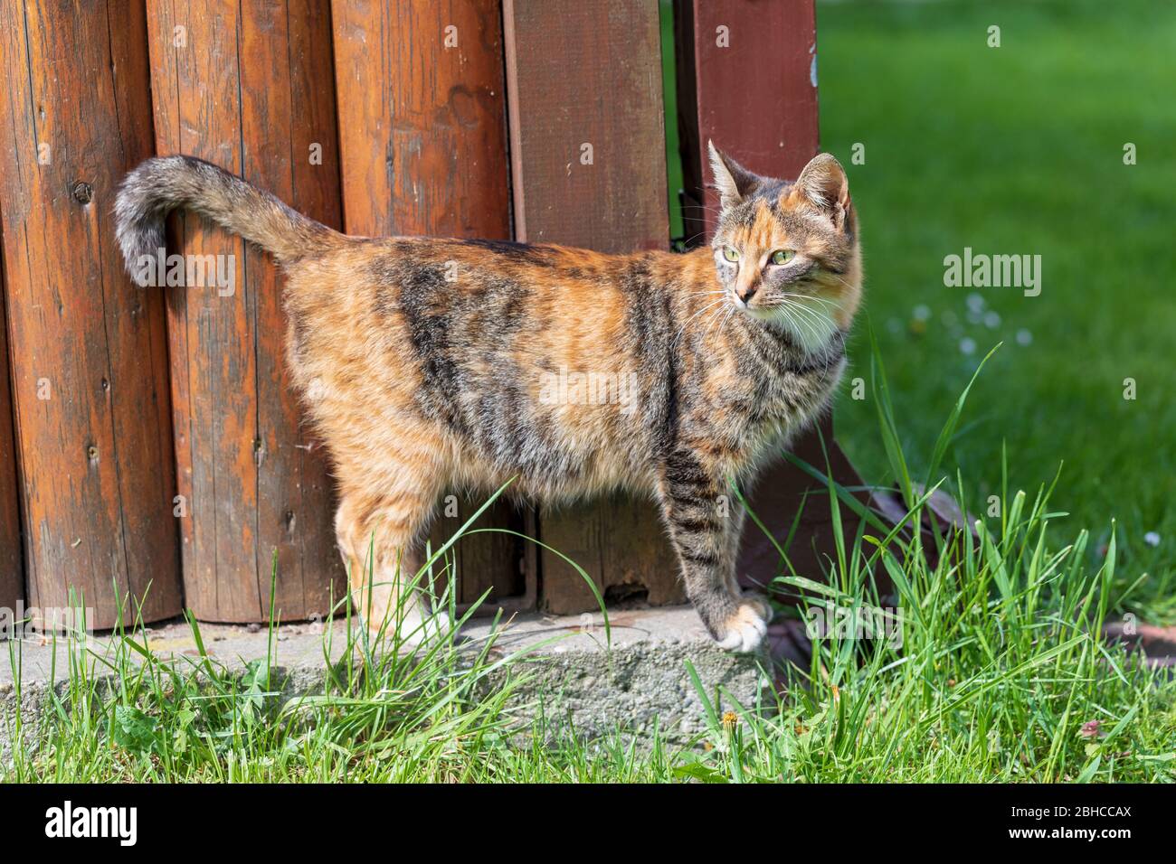 Jeune chat mignon debout près d'un porche en bois, une journée ensoleillée Banque D'Images