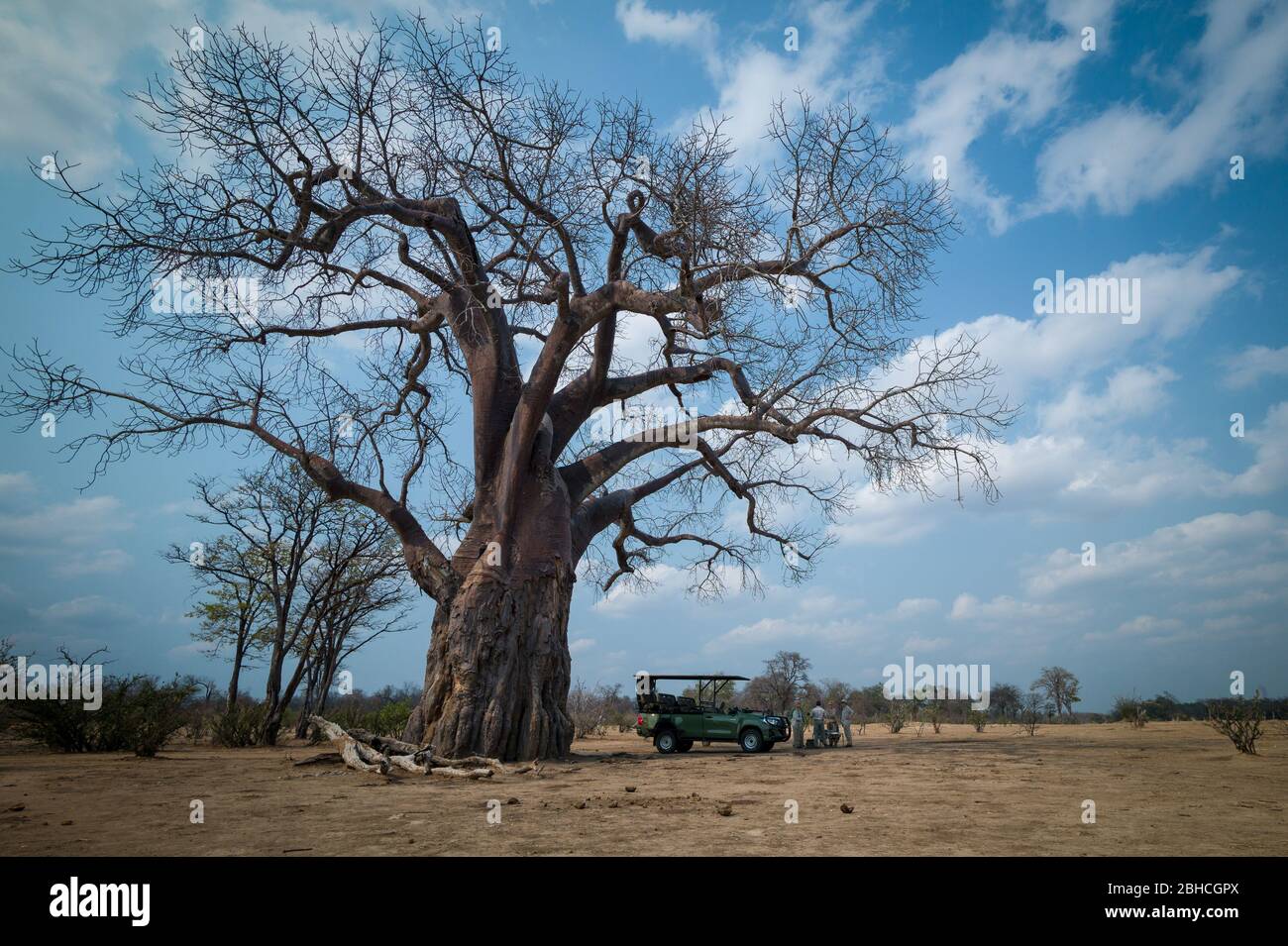 Un baobab, Adansonia digitata, fait de l'ombre pour la pause de thé en voiture de jeu sur safari à Chikwenya, concession de safari, piscines de Mana, Zimbabwe. Banque D'Images