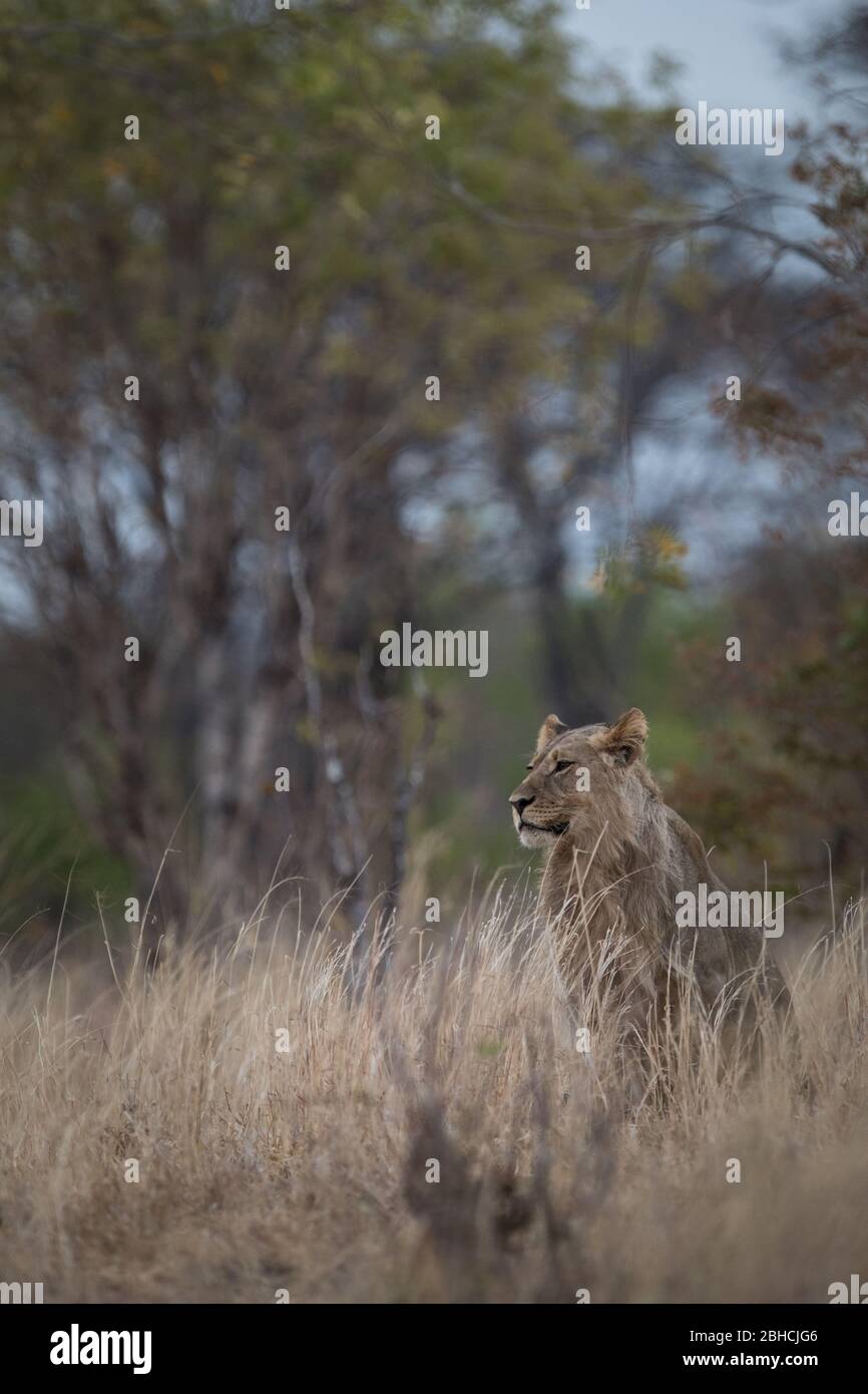 Le parc national de Hwange, province du Nord de Matabeleland, au Zimbabwe, offre un habitat au lion africain, Panthera leo. Banque D'Images