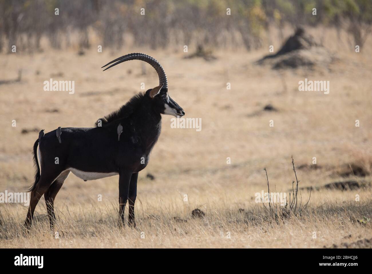 Les paysages de savane du parc national de Hwange, province du Nord de Matabeleland, Zimbabwe, offrent un habitat pour l'antilope de sable, Hippotragus niger. Banque D'Images