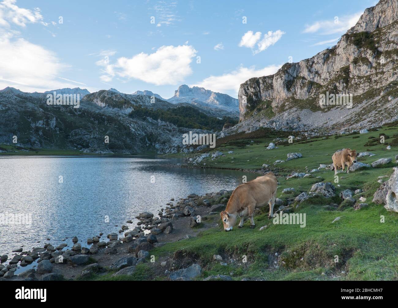 Vaches semi-sauvages à côté du lac Ercina dans les montagnes Picos, Asturies, nord de l'Espagne Banque D'Images