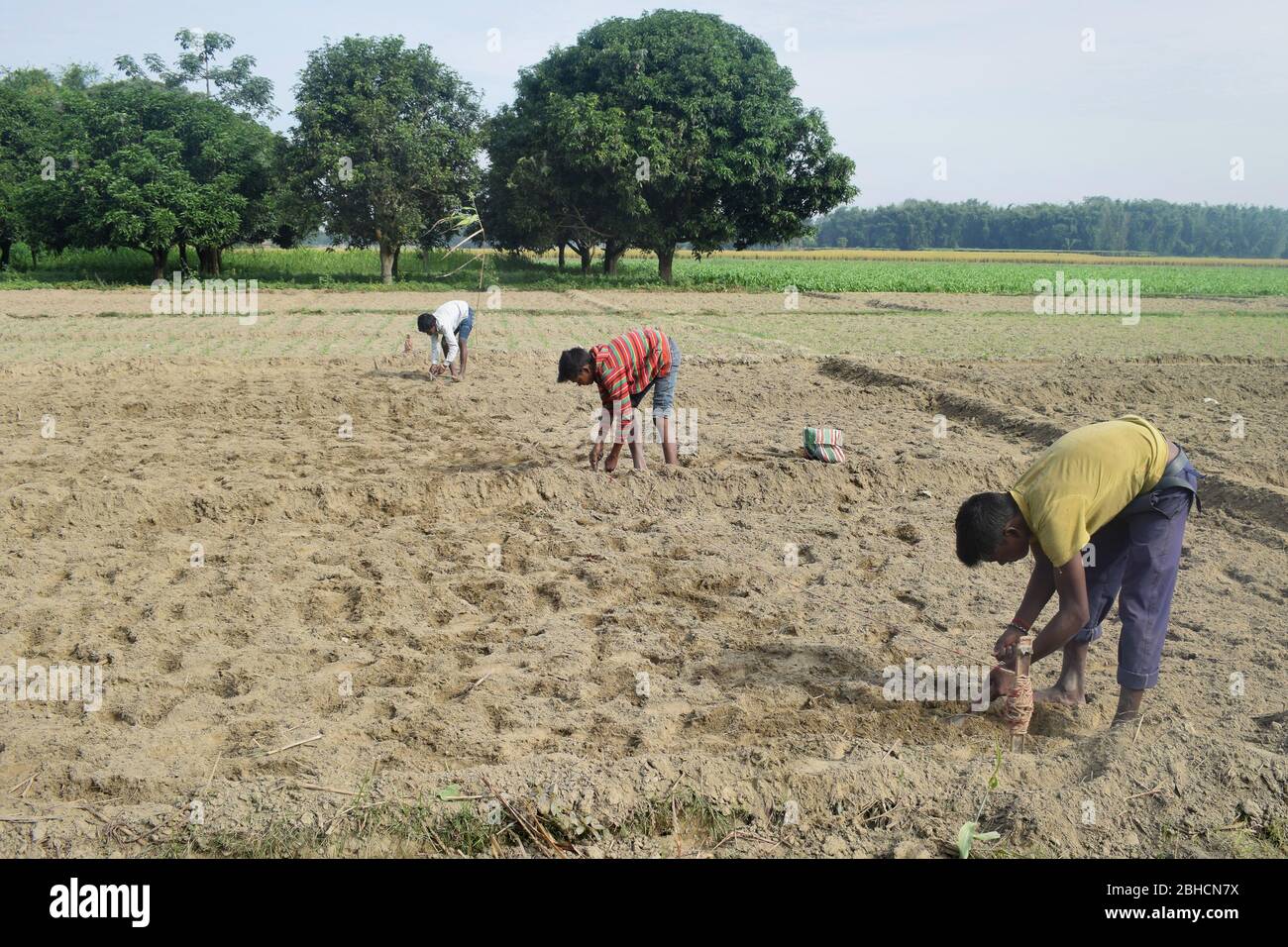 agriculteur indien travaillant dans son domaine. Inde Banque D'Images