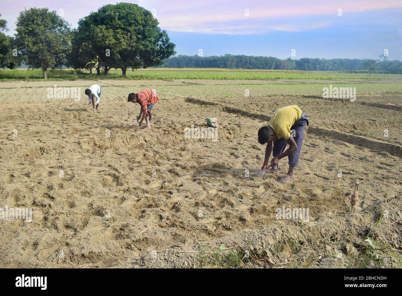 agriculteur indien travaillant dans son domaine. Inde Banque D'Images