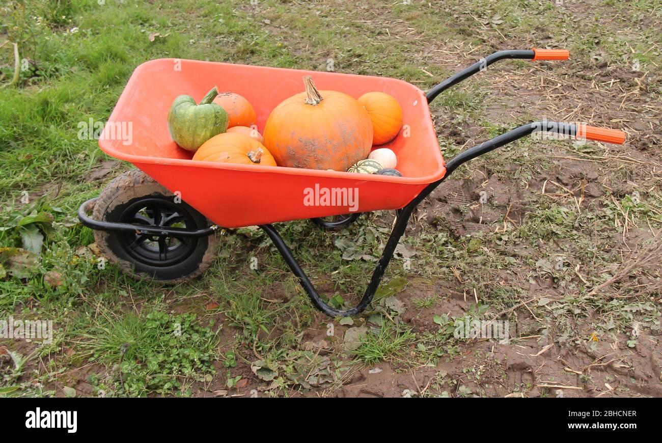 Brouette avec un mélange de citrouilles fraîchement cueillies. Banque D'Images