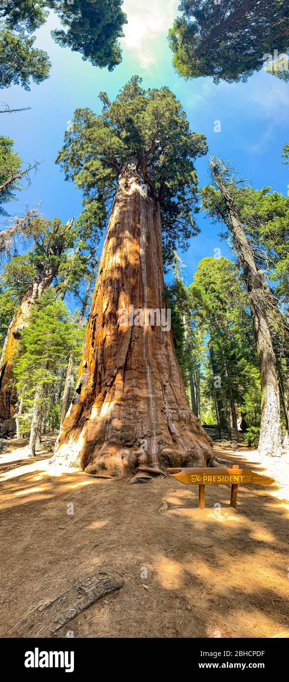 Sequoia National Park en Californie, USA Banque D'Images