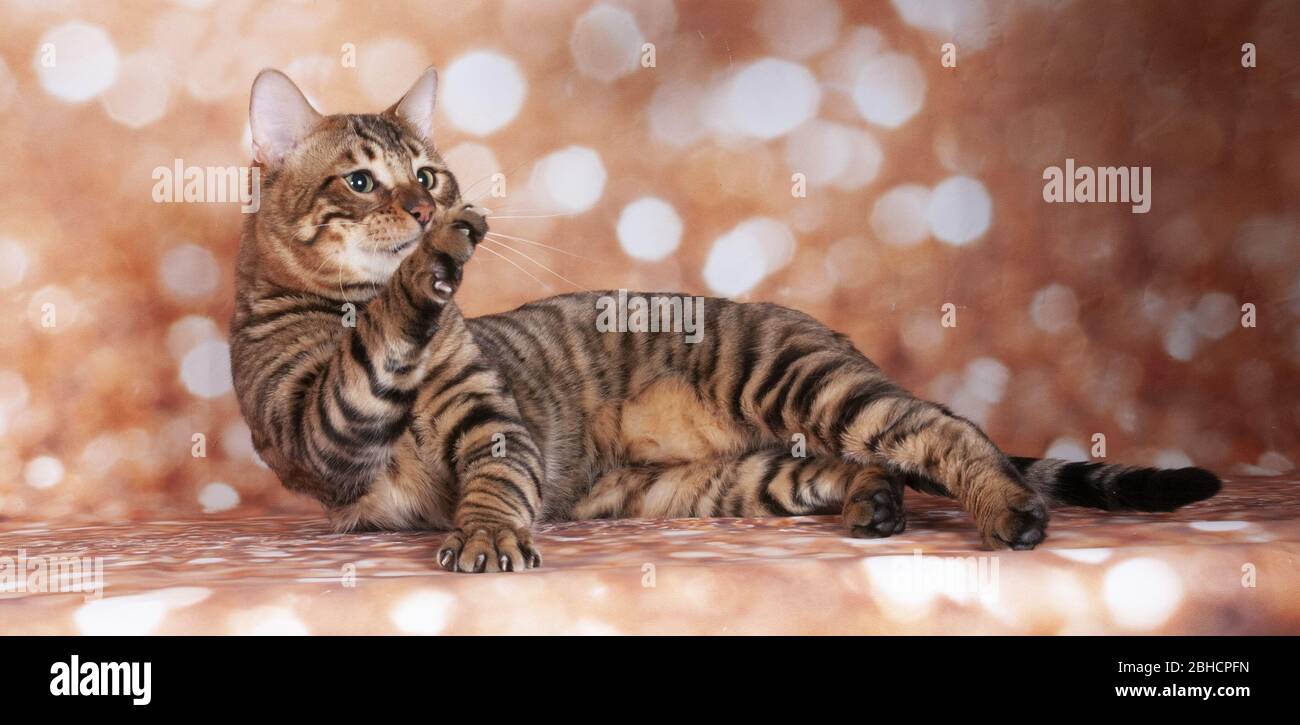 Toyger chat sur un chat show sur fond pailleté doré Banque D'Images