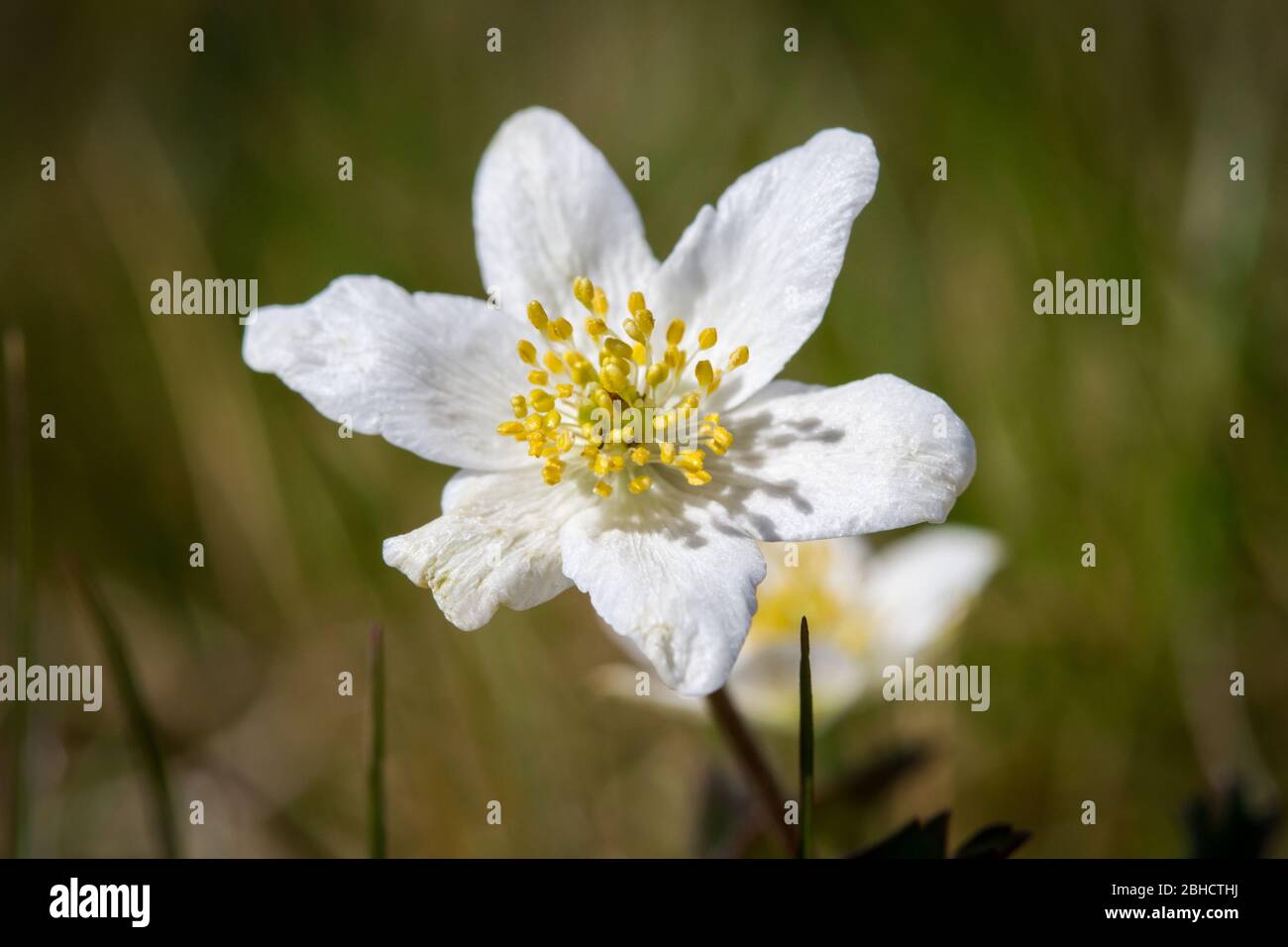 Thimbleweed, windflower, Buschwindröschen (Anemone nemorosa), une fleur blanche de printemps Banque D'Images