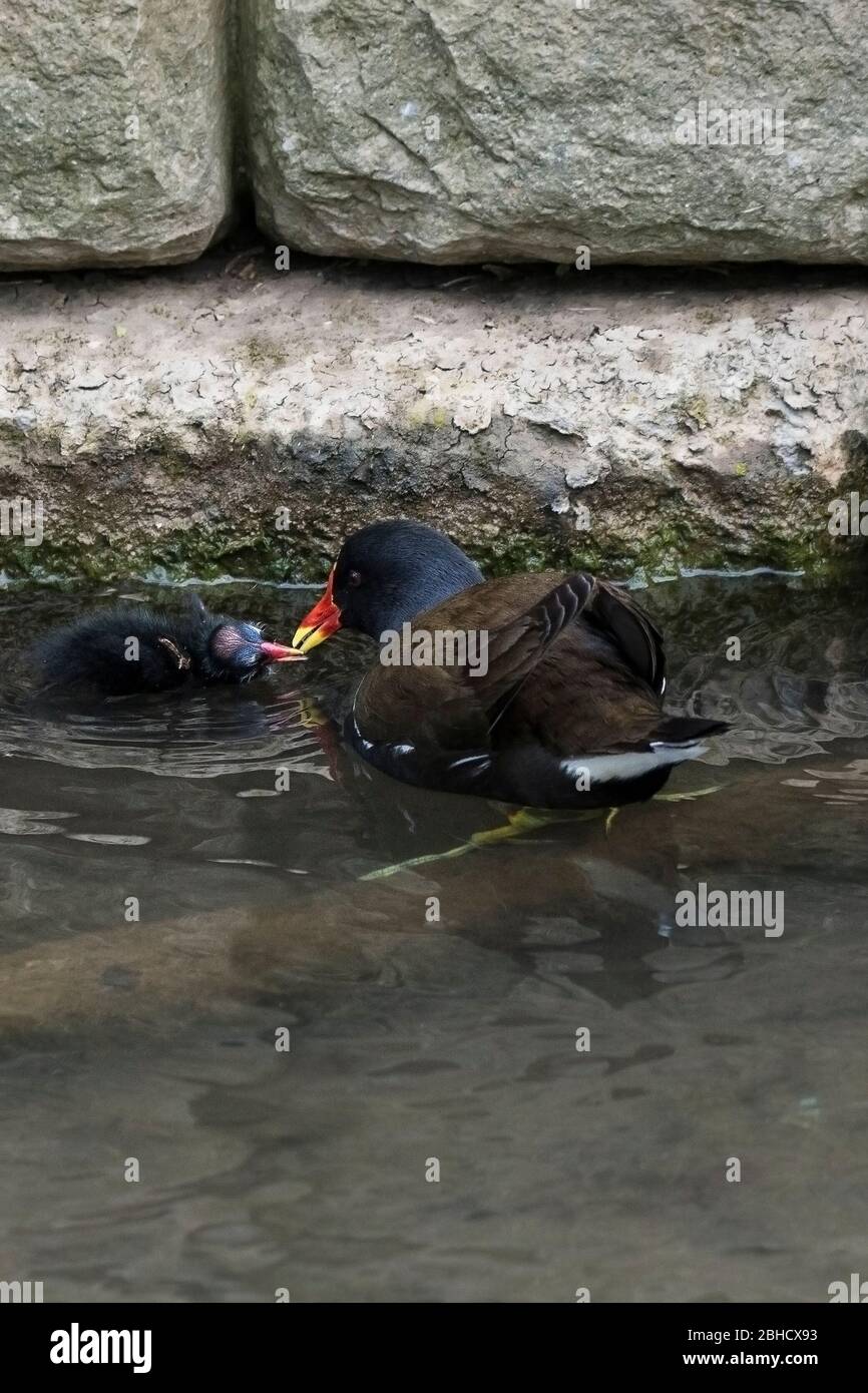 Un chloropus de Moorhen Gallinula nourrissant un chick dans le lac de plaisance de Trenance dans les jardins de Trenance à Newquay, en Cornwall. Banque D'Images