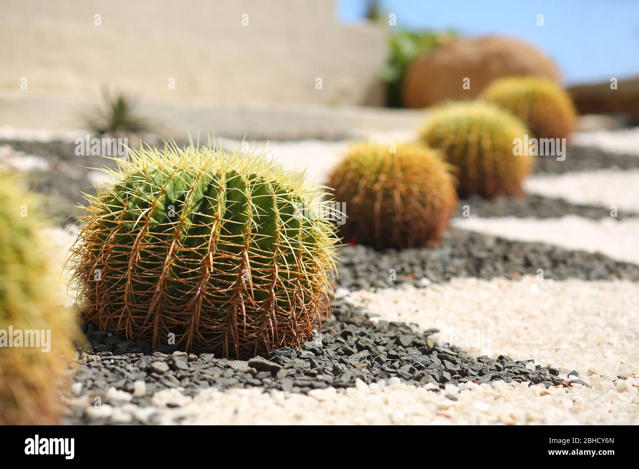 Rangée de cactus géants verts. Décoration de paysage extérieur Banque D'Images