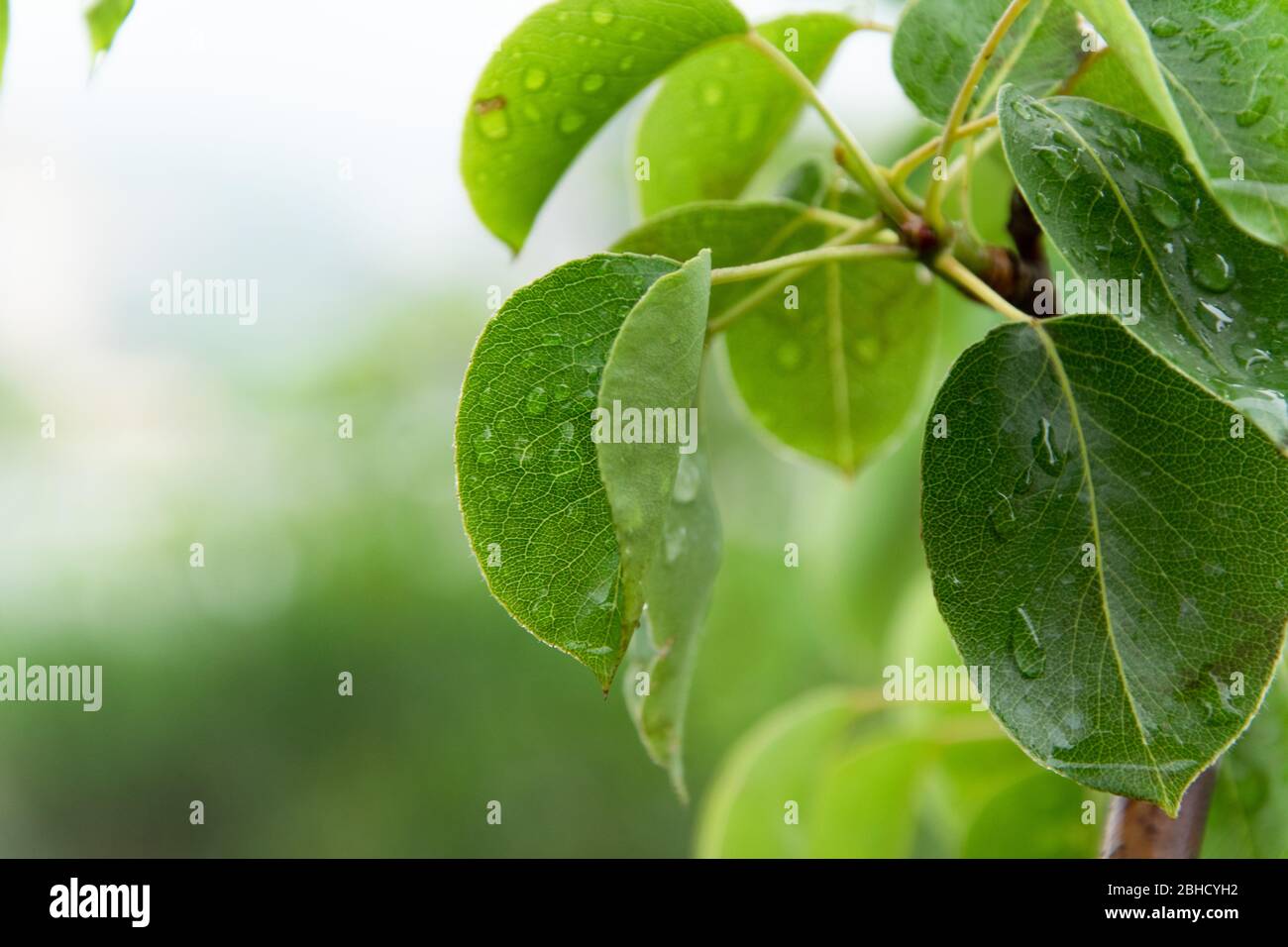Gros plan sur les feuilles de poirier avec des gouttes de pluie, vue relaxante le jour des pluies Banque D'Images