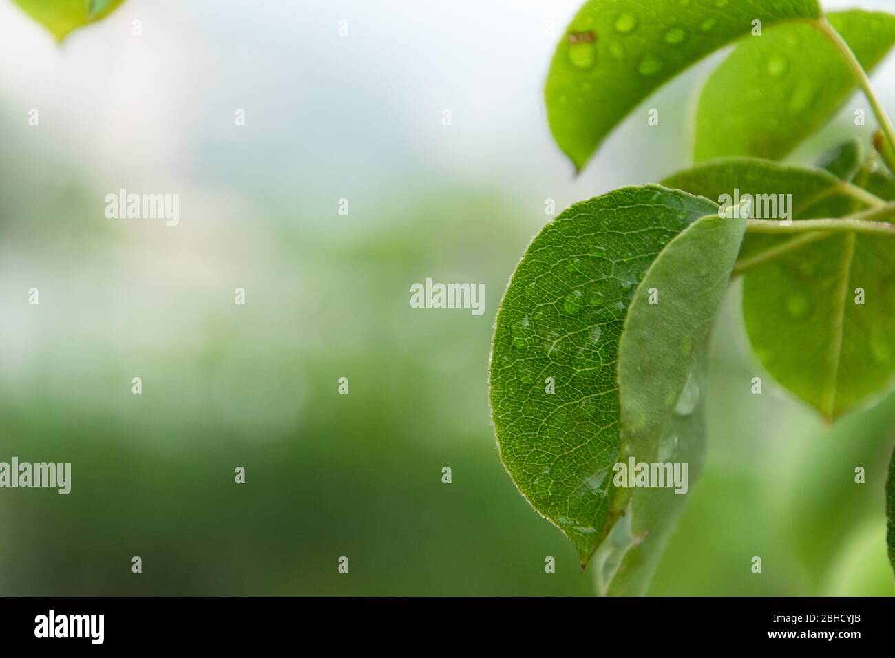 Gros plan sur les feuilles de poirier avec des gouttes de pluie, vue relaxante le jour des pluies Banque D'Images