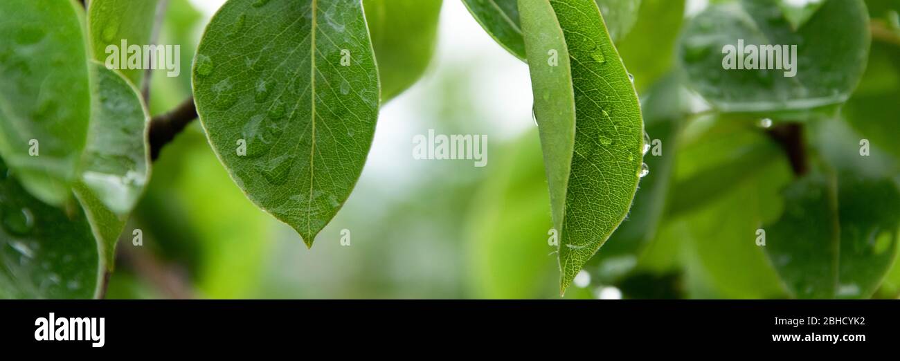 Gros plan sur les feuilles de poirier avec des gouttes de pluie, vue relaxante le jour des pluies Banque D'Images