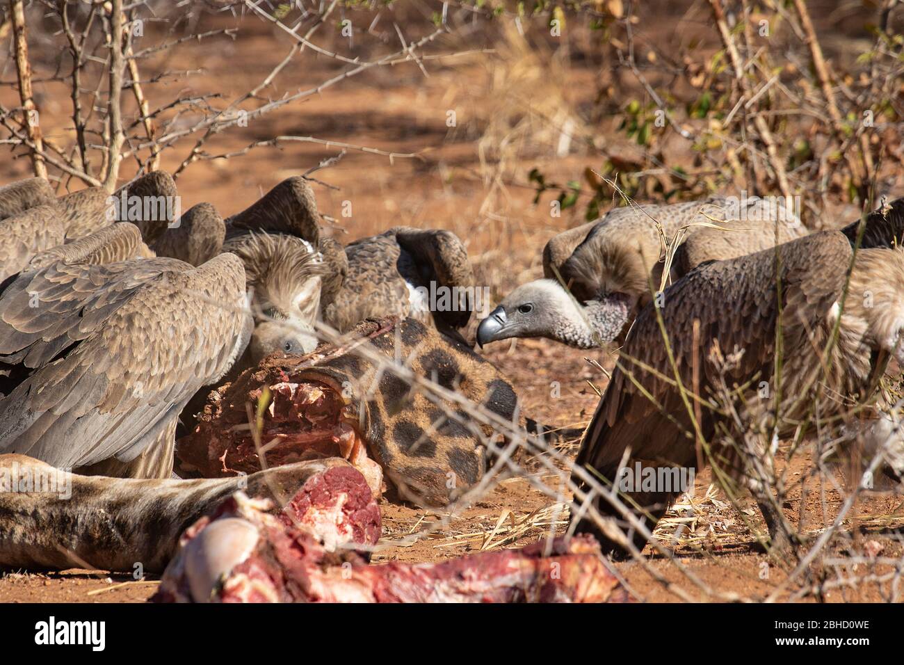 Un troupeau de Vulture à dos blanc (Gyps africanus) mangeant une carcasse de girafe. Réserve de jeu Timbavati, Afrique du Sud Banque D'Images