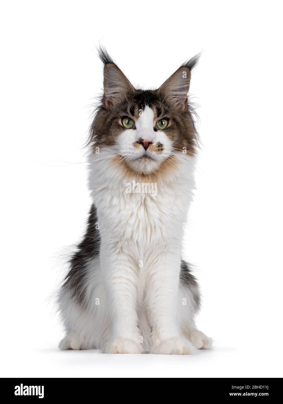 Tres Beau Jeune Chat Bicolore Tique Maine Coon Assis Face A L Avant Regarder Majestueux A Cote De L Appareil Photo Avec Des Yeux Verts Isole Sur Fond Blanc Photo Stock Alamy