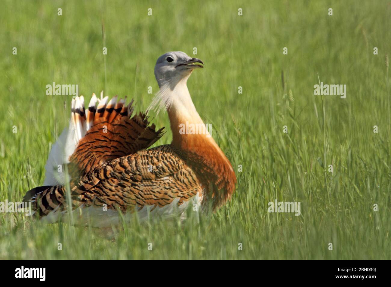 Grand buzard photographié à la première lumière du jour en saison d'accouplement, Otis tarda Banque D'Images